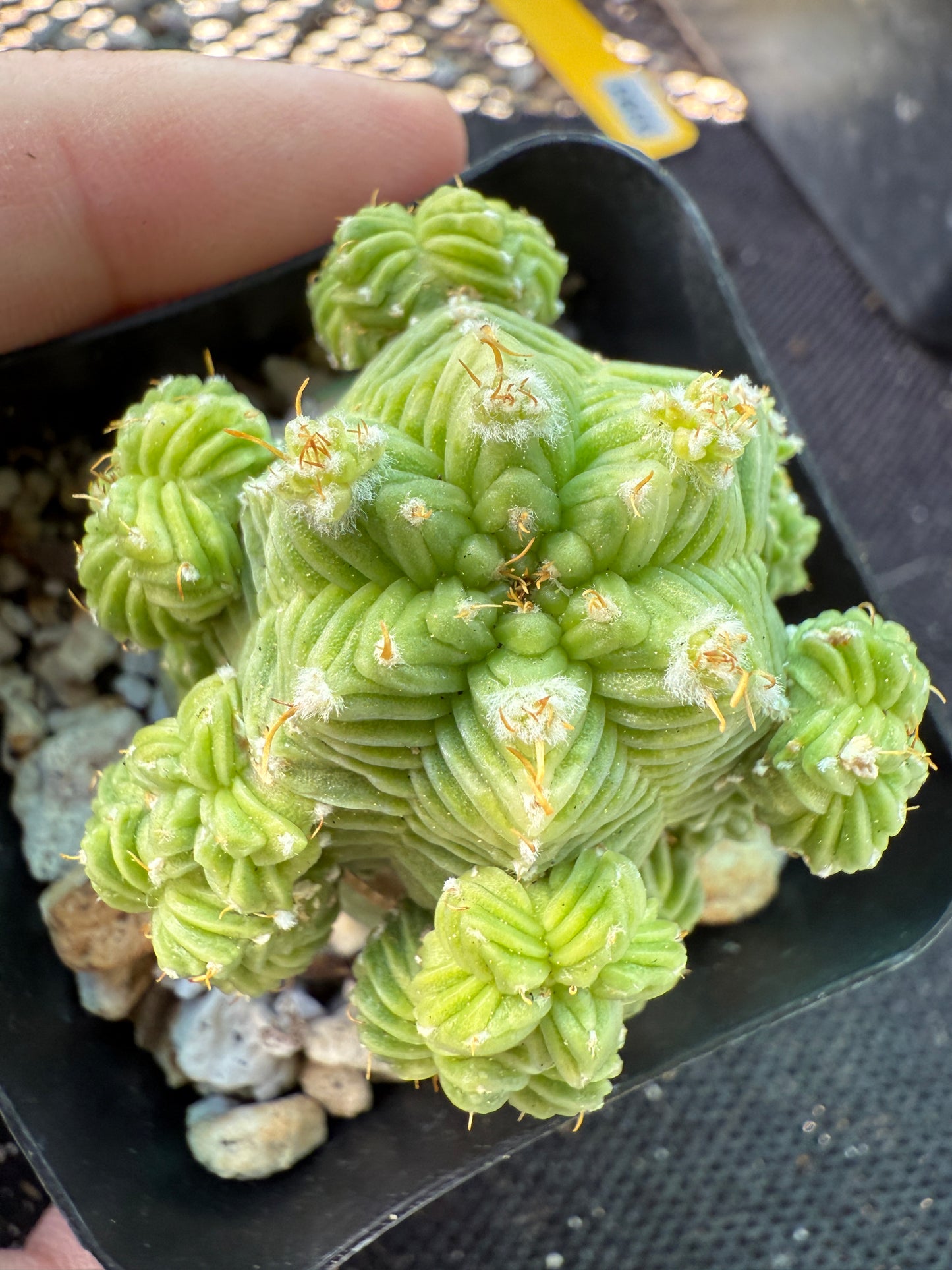 Aztekium valdezii on ferocactus graft very nice plant 582