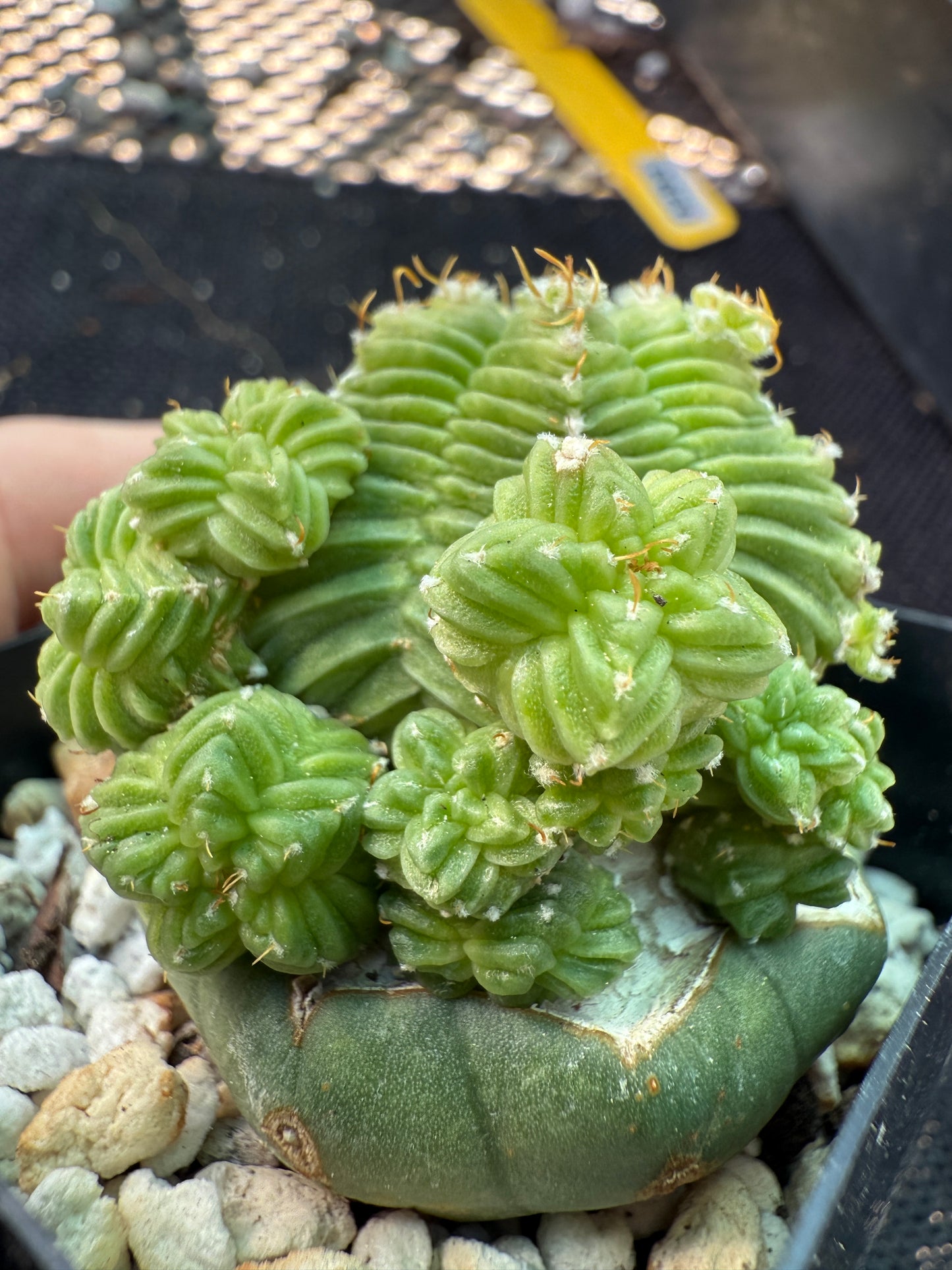 Aztekium valdezii on ferocactus graft very nice plant 582