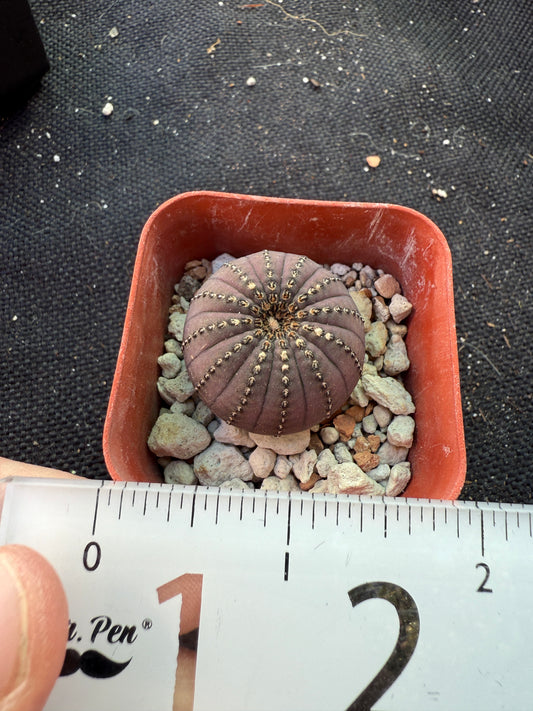 Frailea asteroides miniature cactus 293