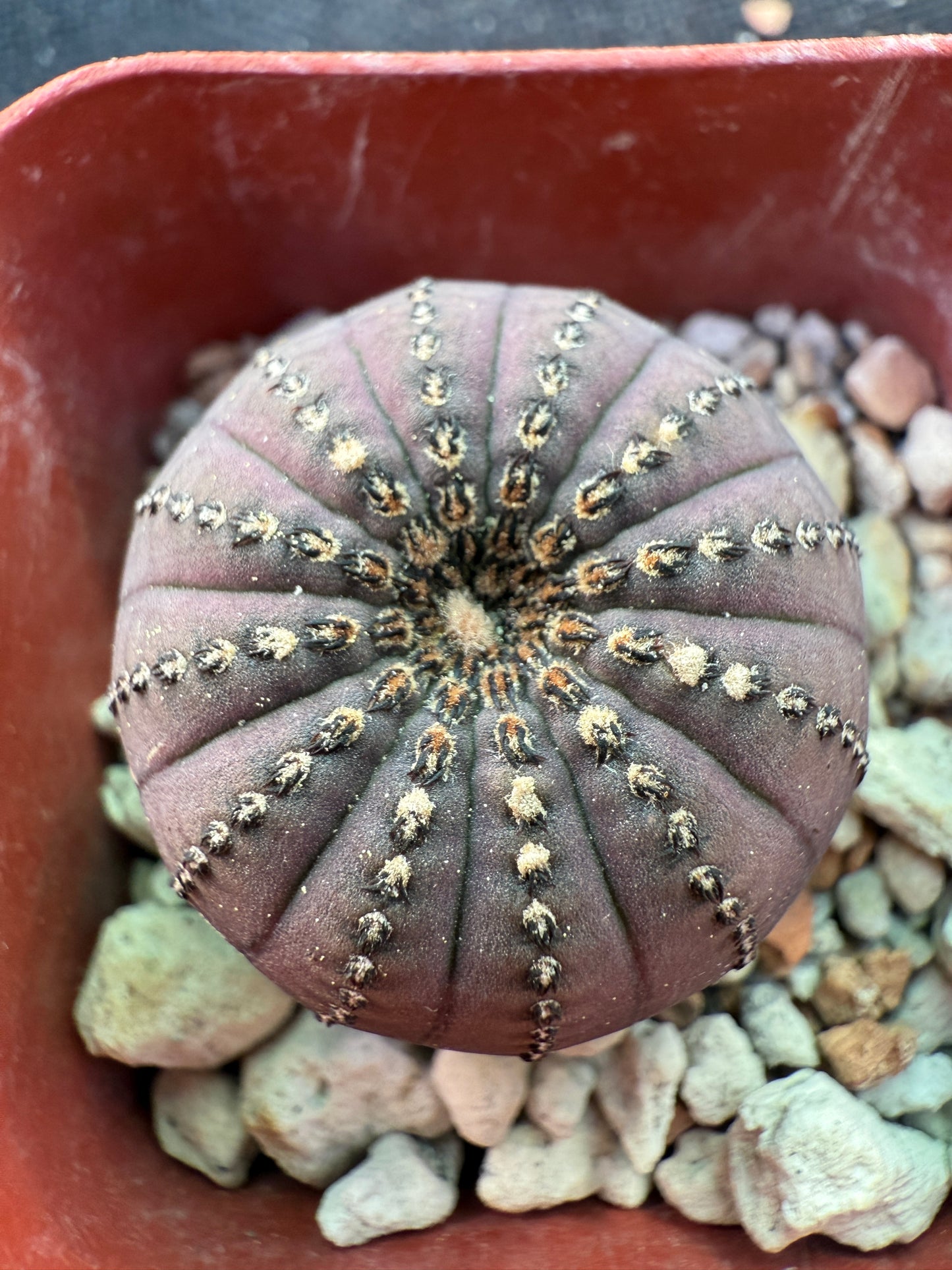 Frailea asteroides miniature cactus 293