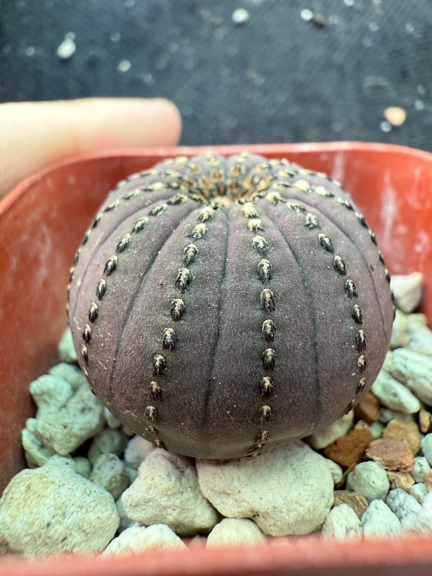 Frailea asteroides miniature cactus 293