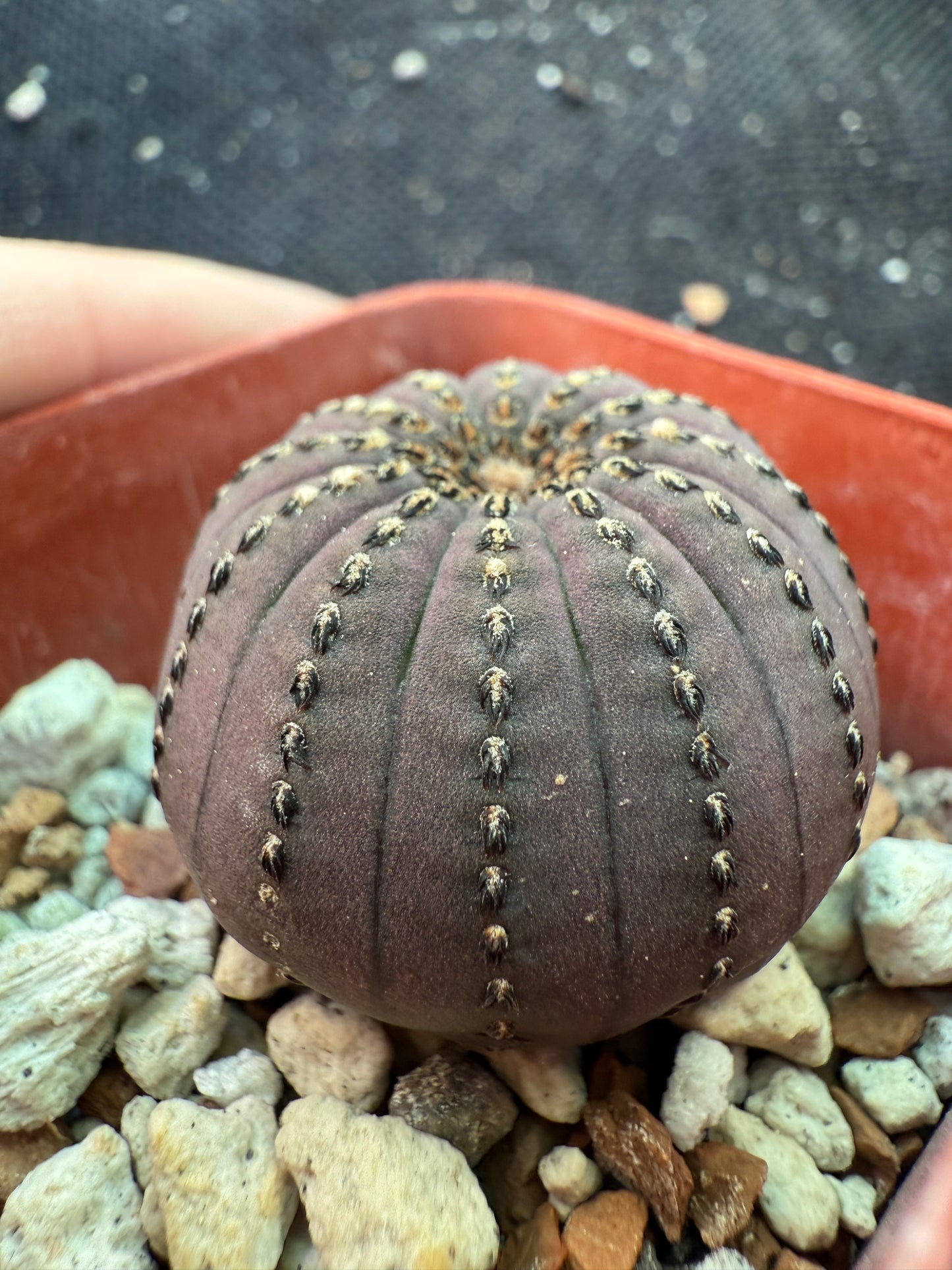 Frailea asteroides miniature cactus 293