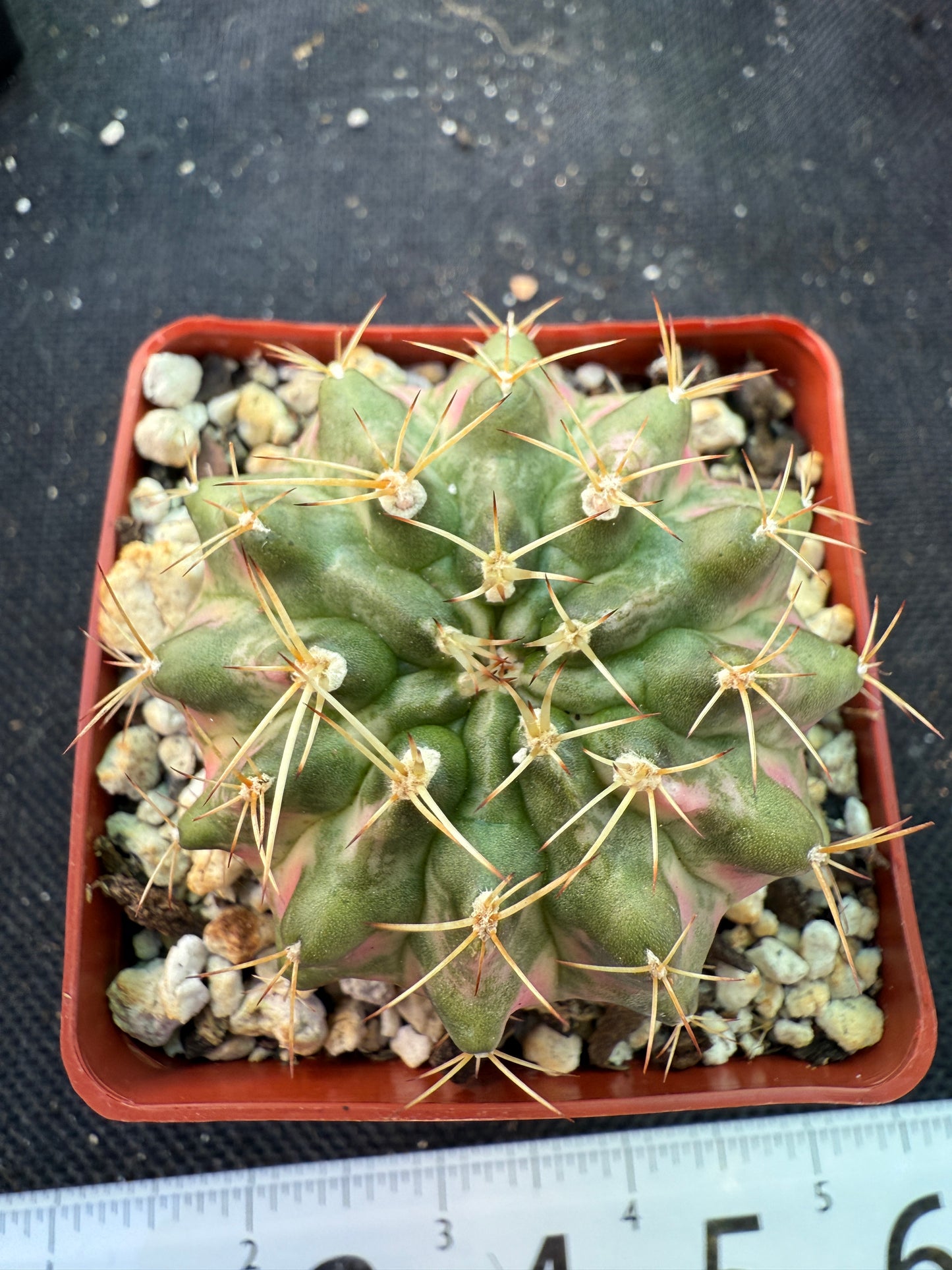 Gymnocalycium morning glory pink variegated cactus beautiful 457