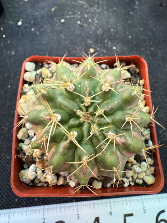 Gymnocalycium morning glory pink variegated cactus beautiful 457
