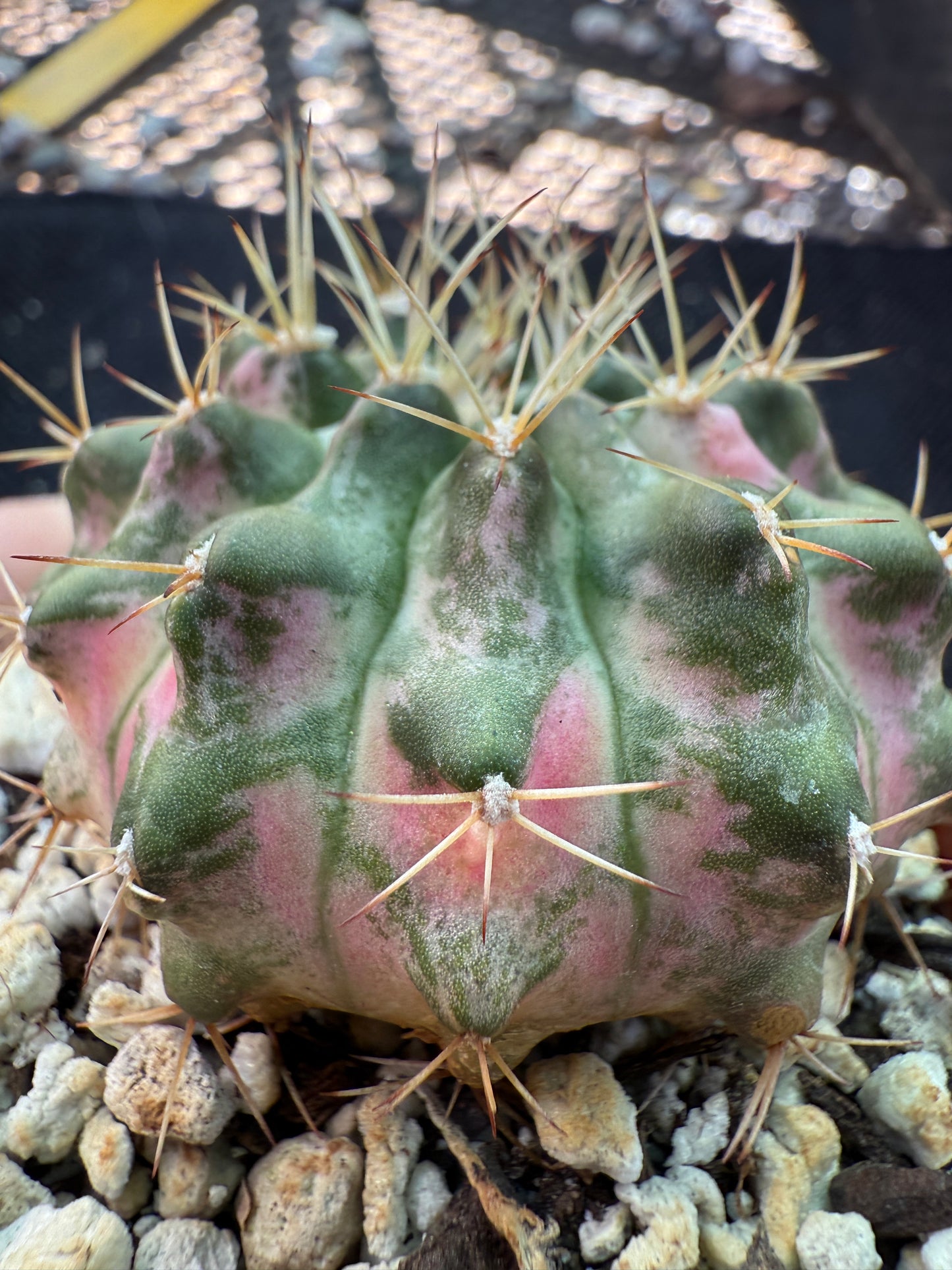 Gymnocalycium morning glory pink variegated cactus beautiful 457