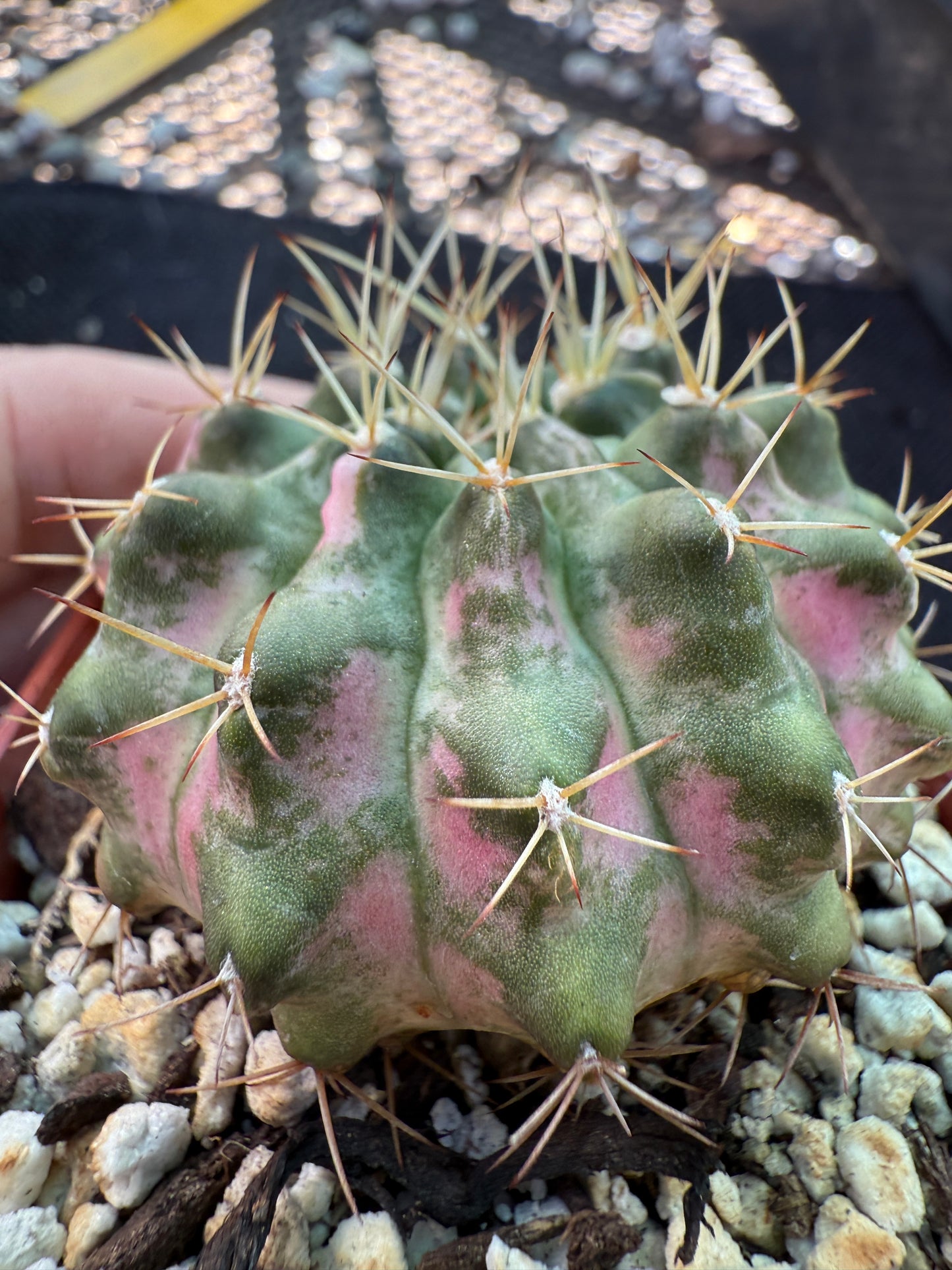 Gymnocalycium morning glory pink variegated cactus beautiful 457