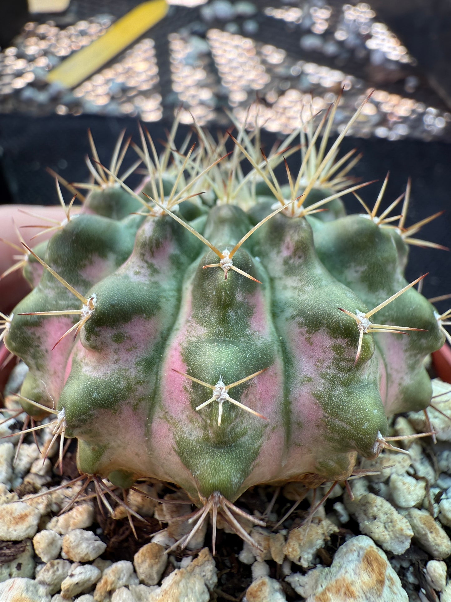 Gymnocalycium morning glory pink variegated cactus beautiful 457