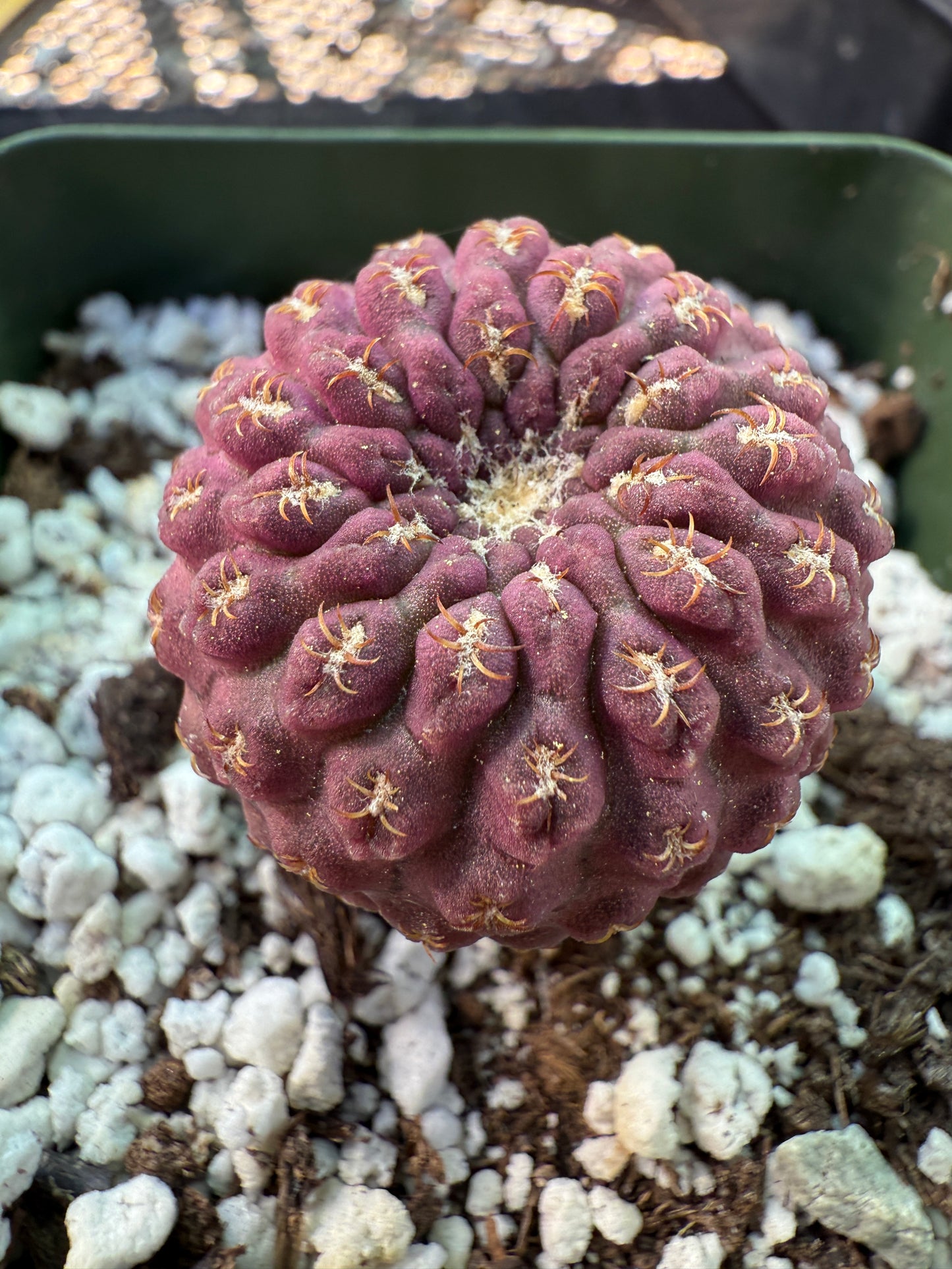 Neochilenia glaubrescense purple plant 365