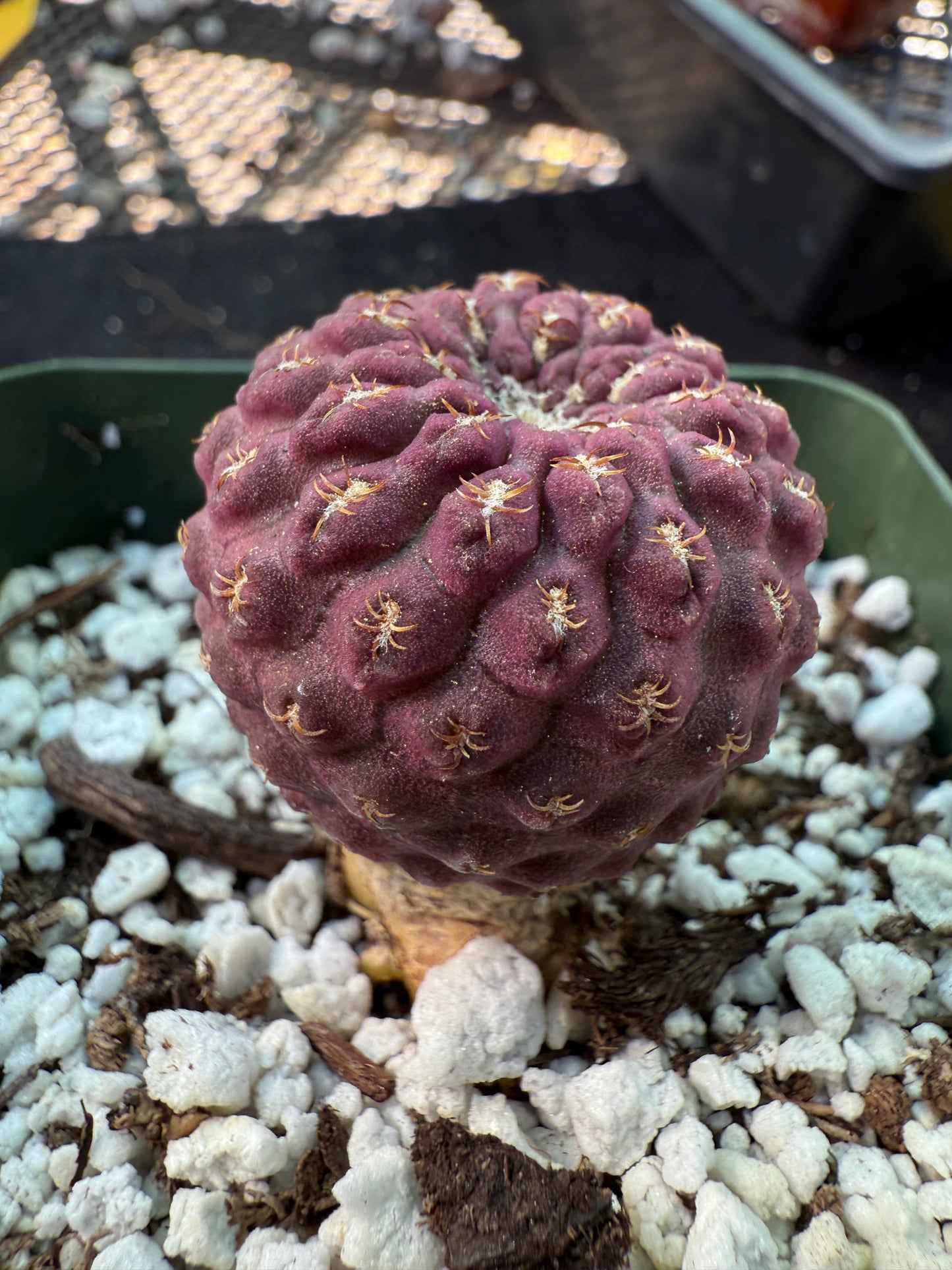 Neochilenia glaubrescense purple plant 365