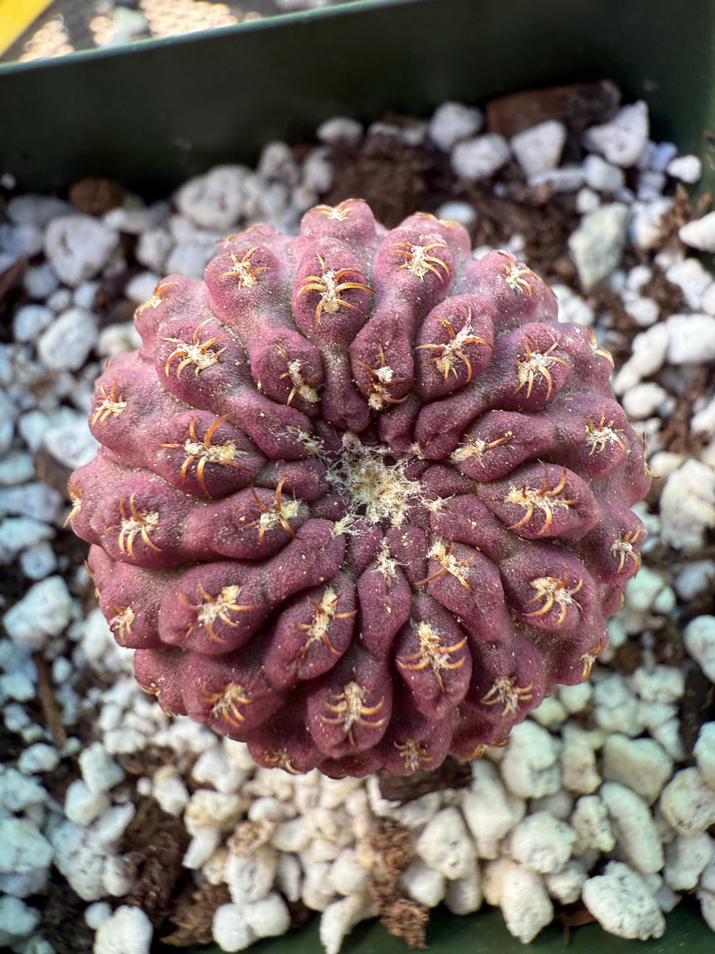 Neochilenia glaubrescense purple plant 365