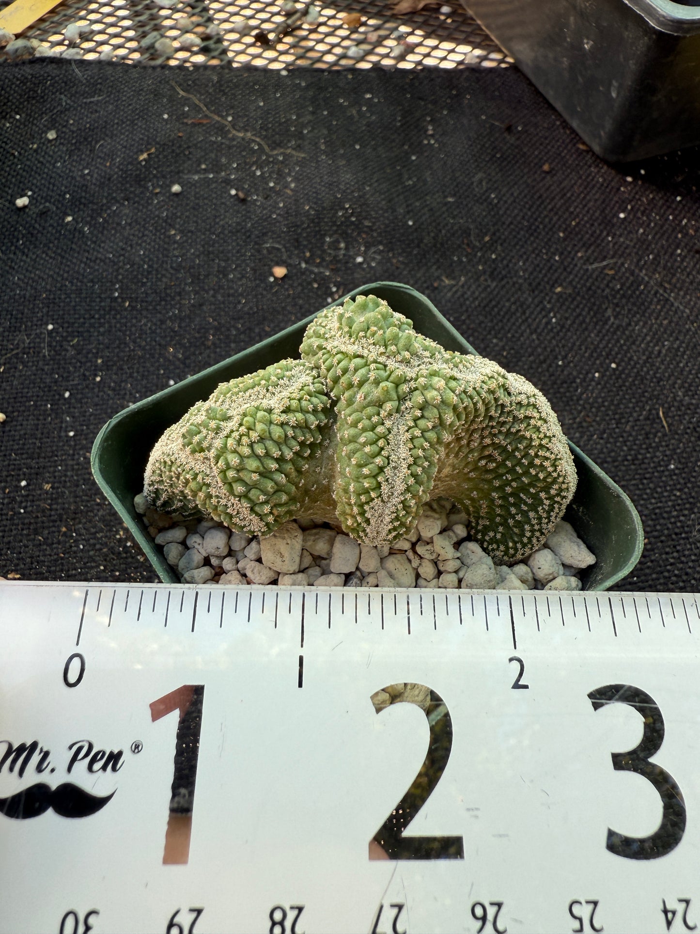 Strombocactus disciformis crest very nice 525