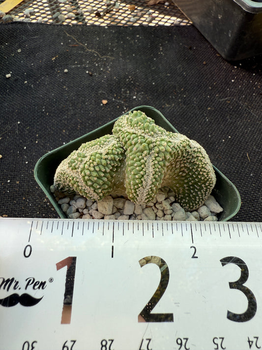 Strombocactus disciformis crest very nice 525