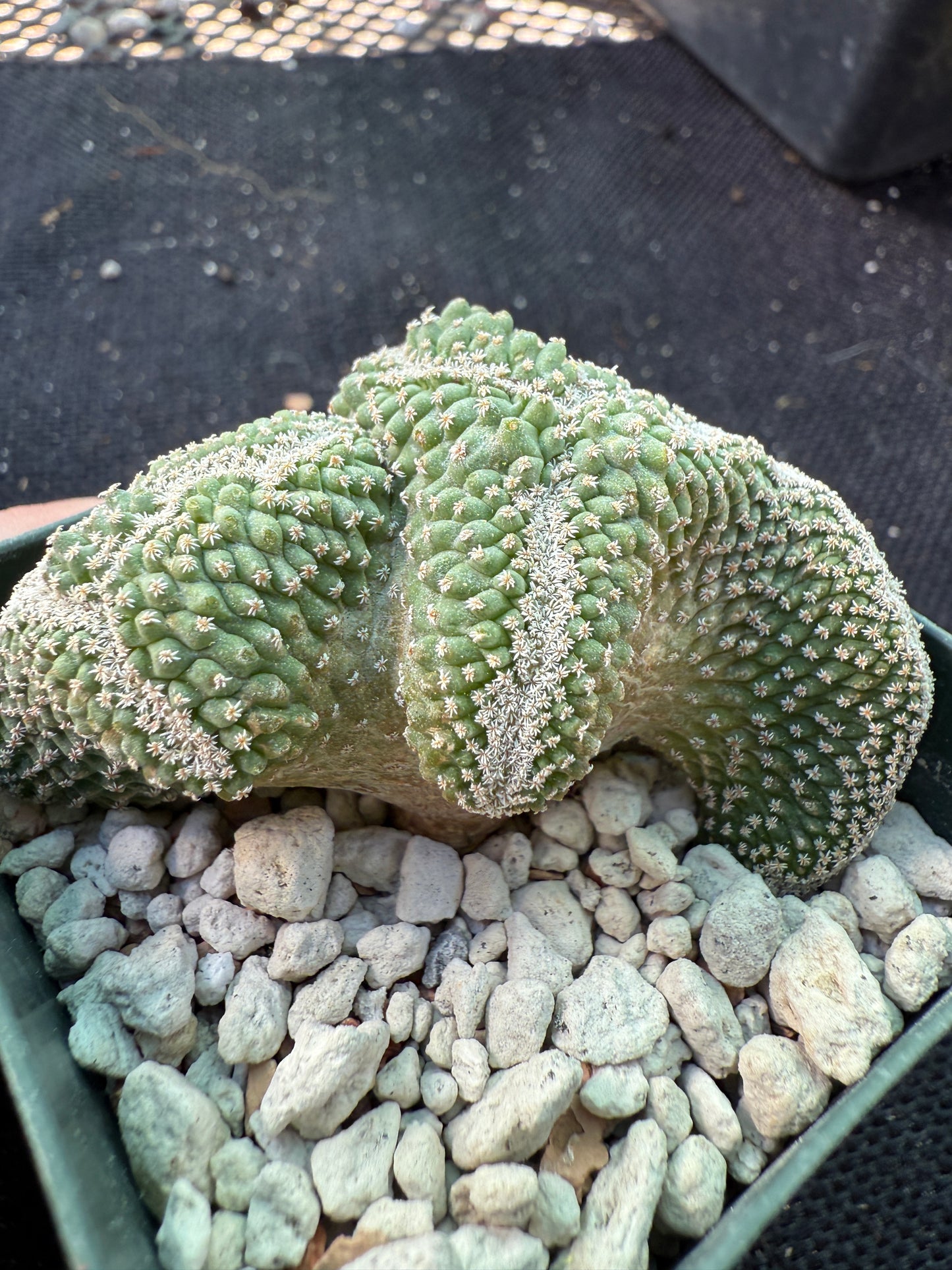 Strombocactus disciformis crest very nice 525