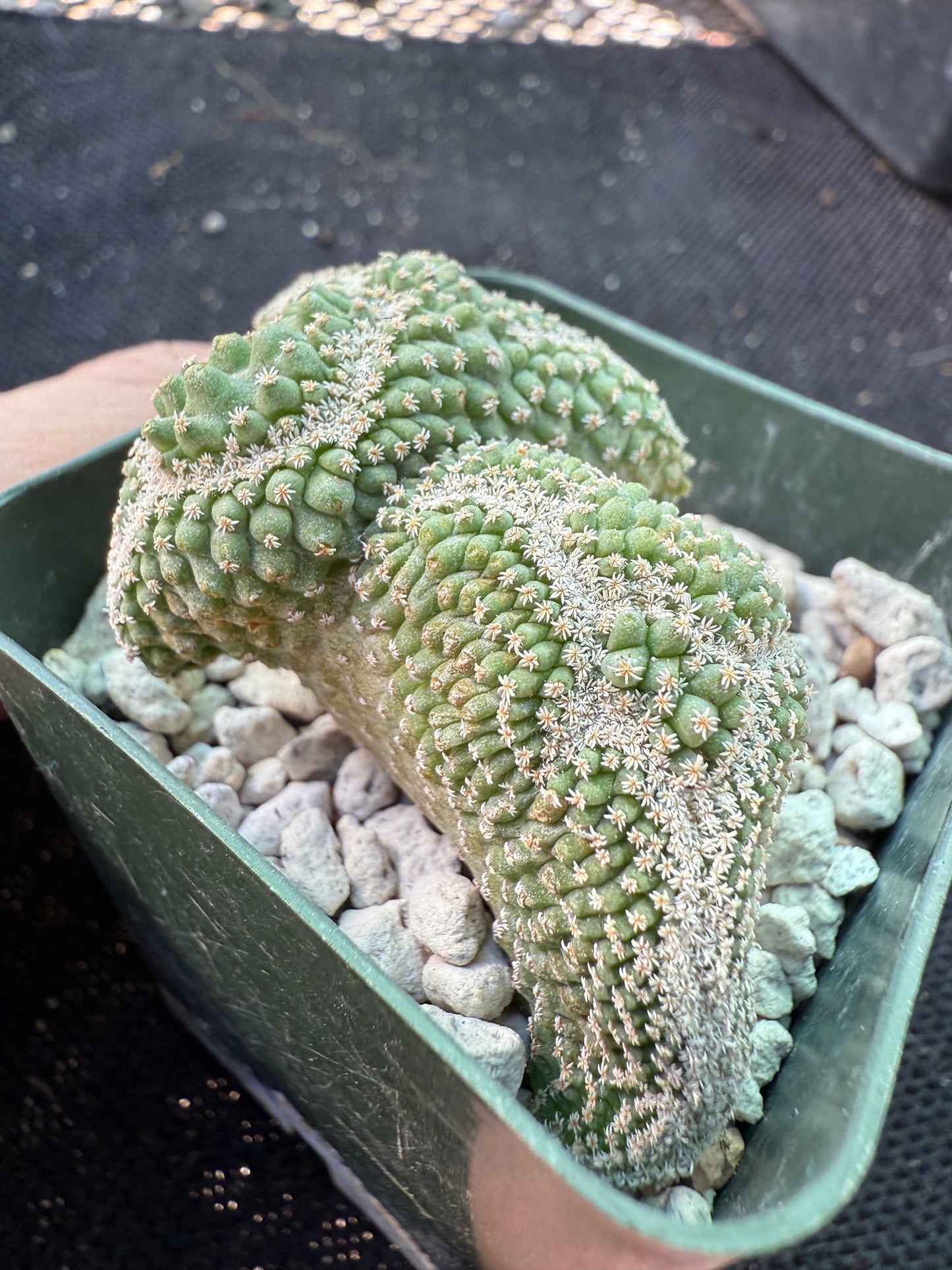 Strombocactus disciformis crest very nice 525