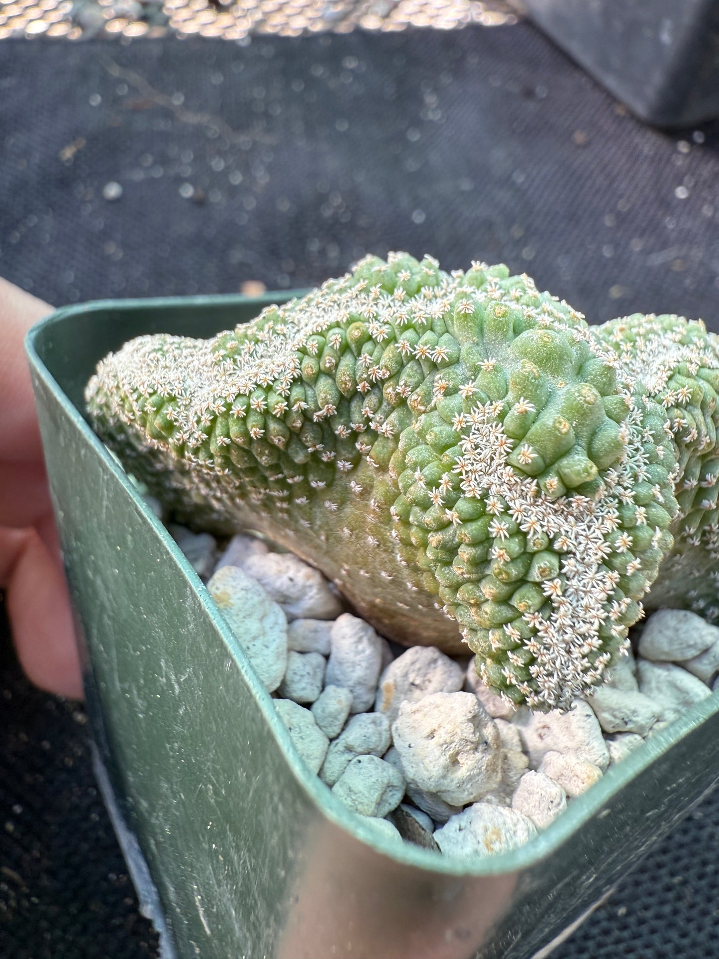 Strombocactus disciformis crest very nice 525