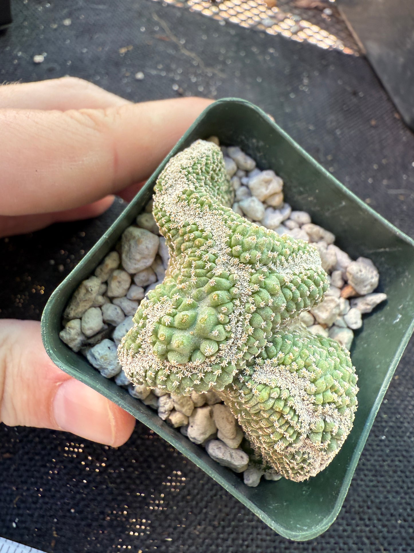 Strombocactus disciformis crest very nice 525