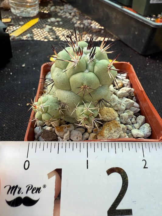 Ortegocactus macdougalii nice cactus with pups 563