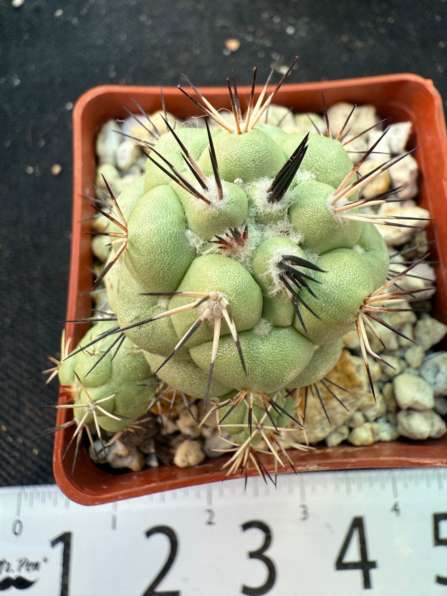 Ortegocactus macdougalii nice cactus with pups 563