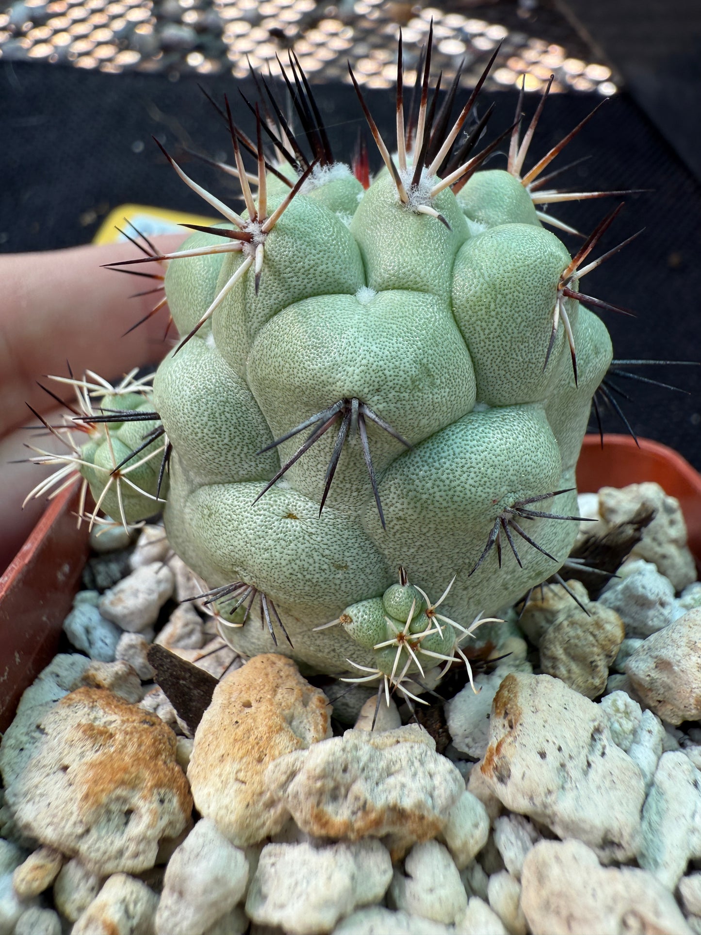 Ortegocactus macdougalii nice cactus with pups 563