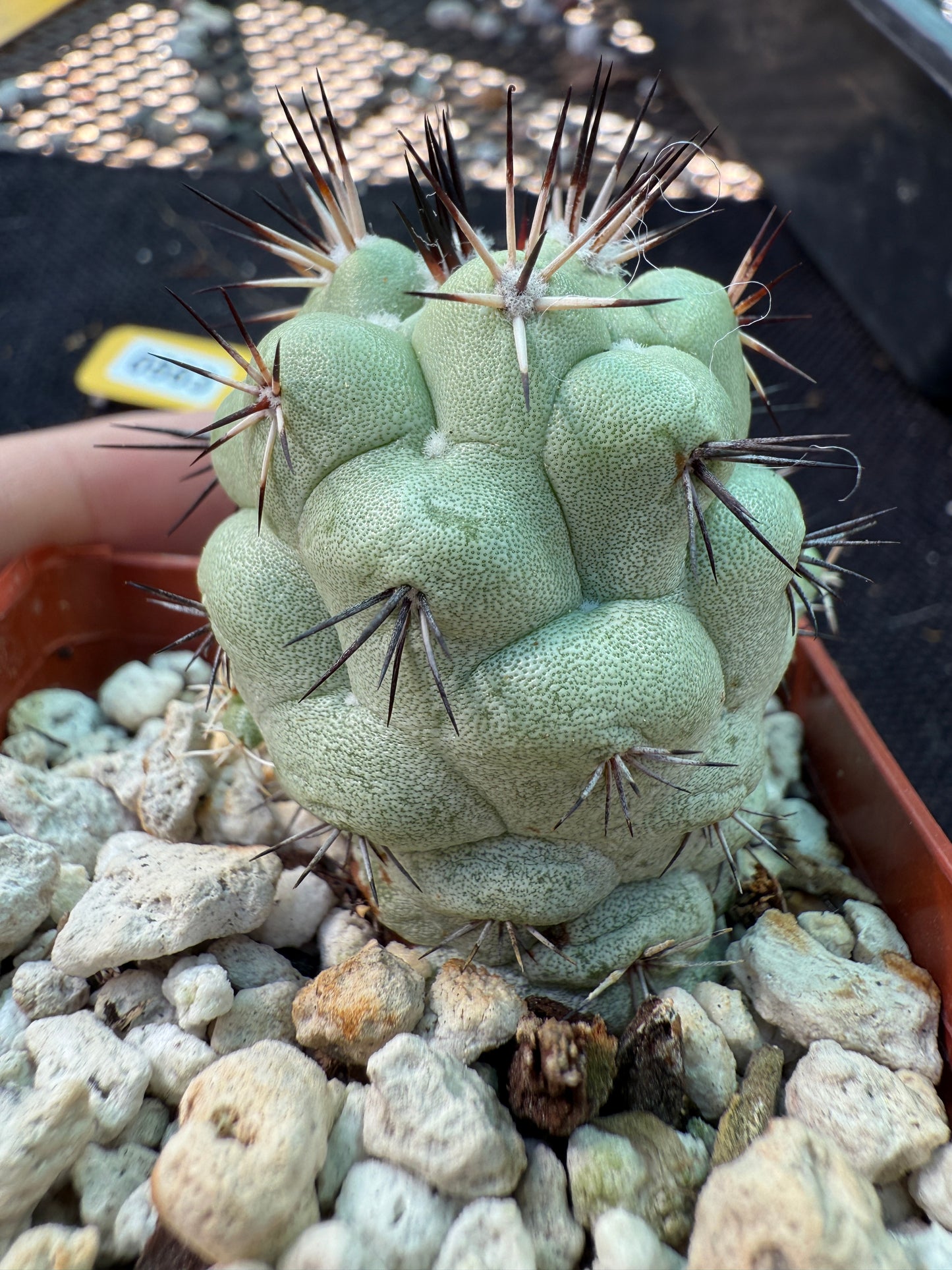 Ortegocactus macdougalii nice cactus with pups 563