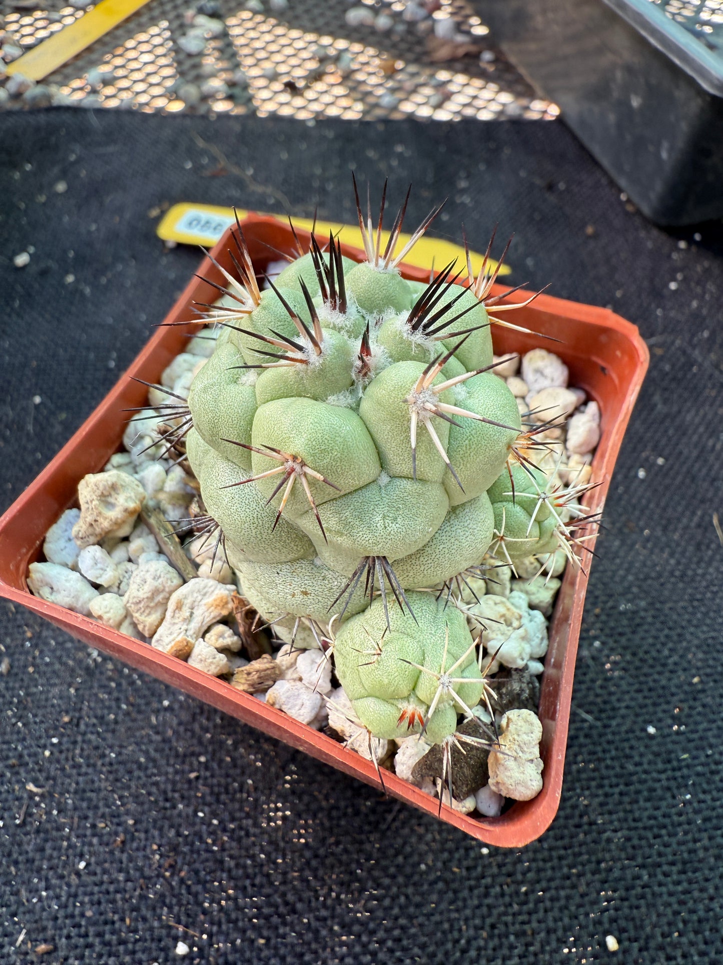 Ortegocactus macdougalii nice cactus with pups 563