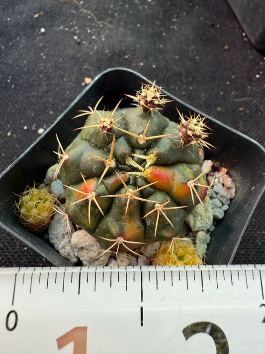 Gymnocalycium anitsitsii variegated rare plant 1371