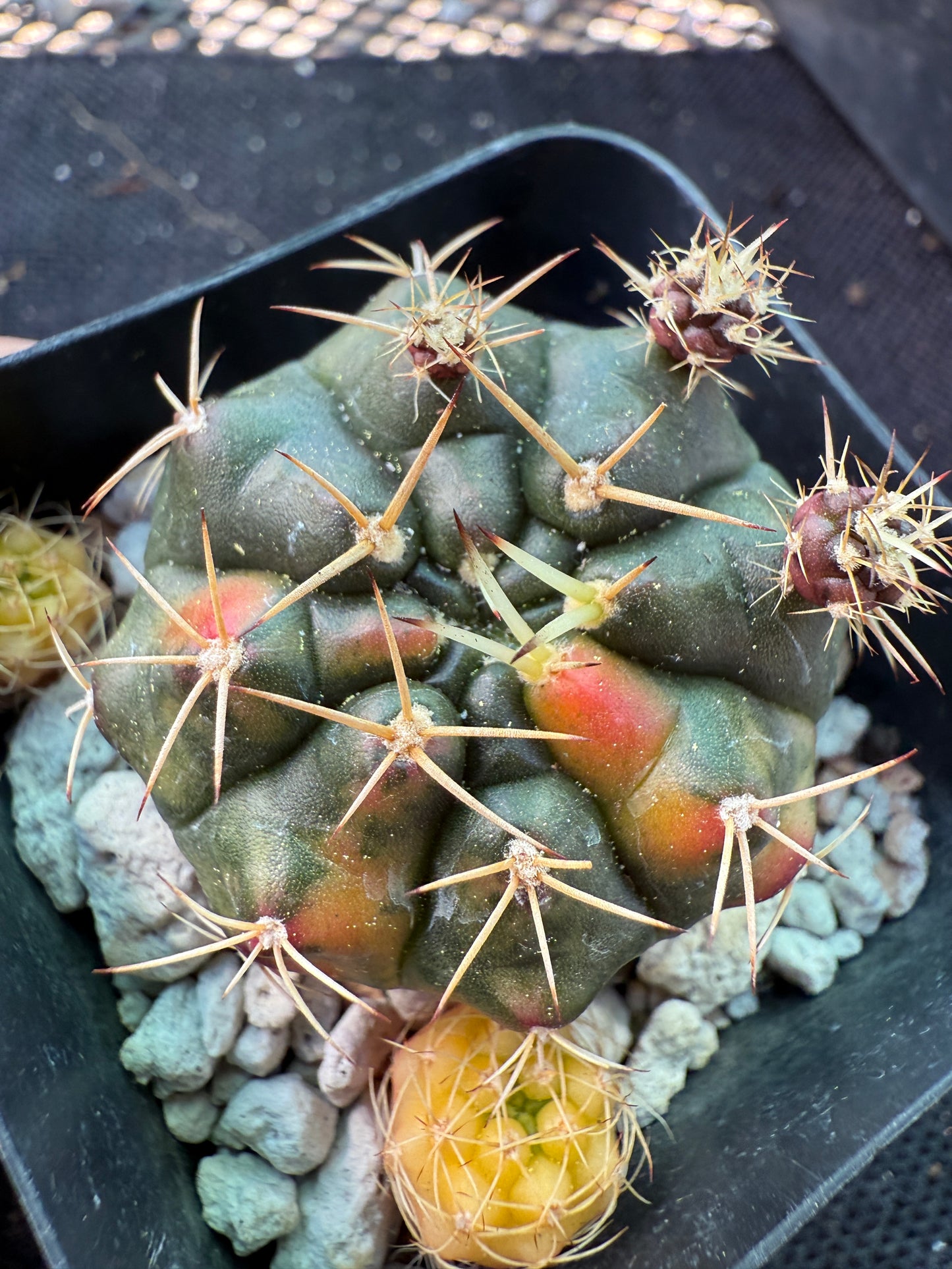 Gymnocalycium anitsitsii variegated rare plant 1371