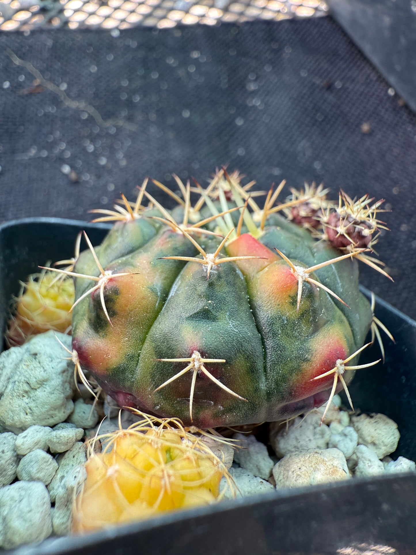 Gymnocalycium anitsitsii variegated rare plant 1371