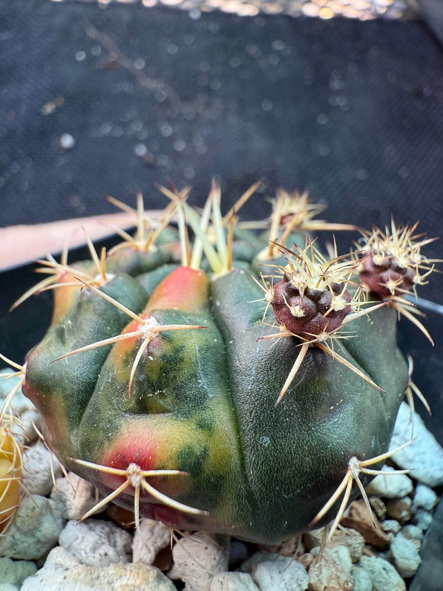 Gymnocalycium anitsitsii variegated rare plant 1371