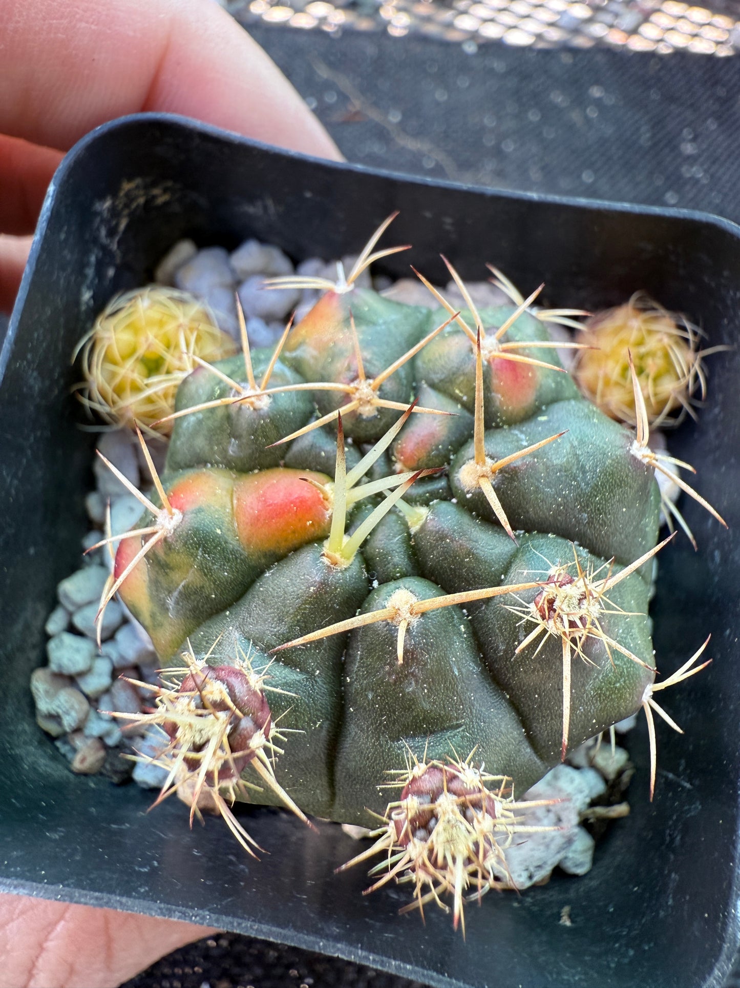 Gymnocalycium anitsitsii variegated rare plant 1371