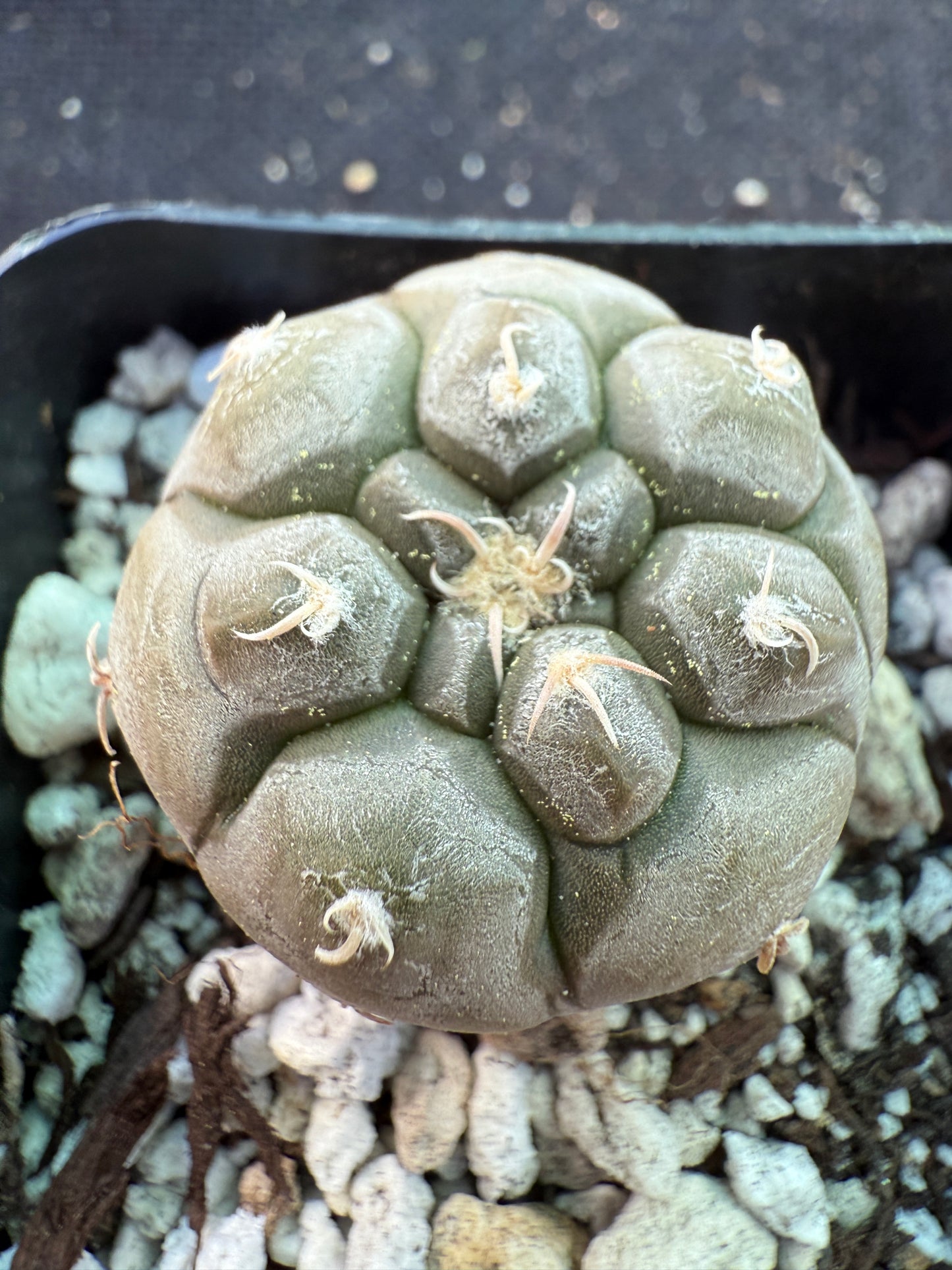 Gymnocalycium prochazkeanum rare miniature plant beautiful 592