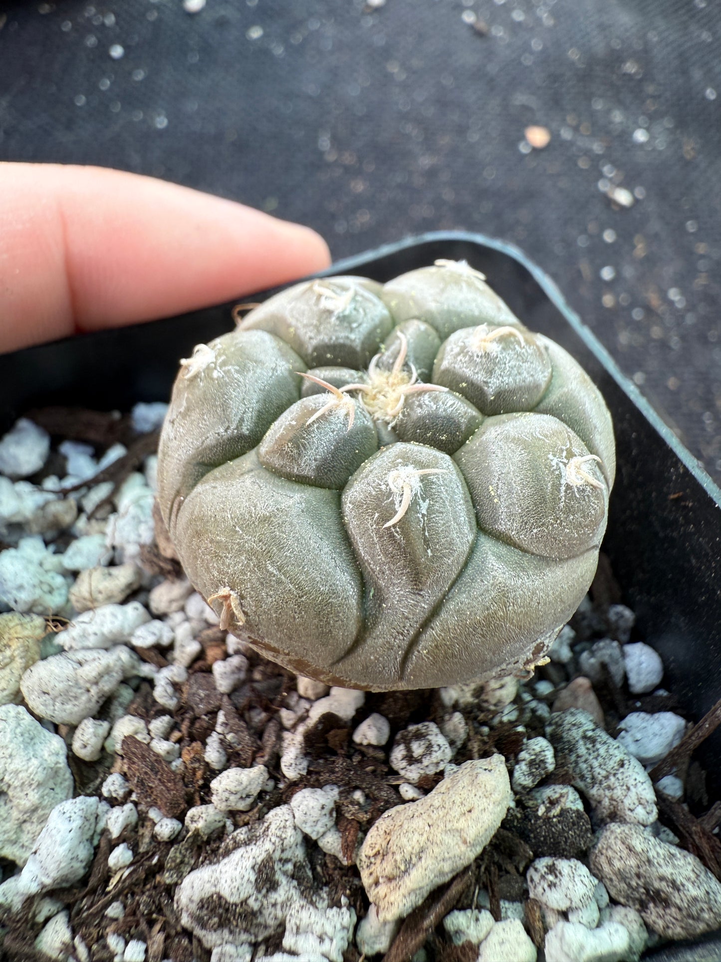 Gymnocalycium prochazkeanum rare miniature plant beautiful 592