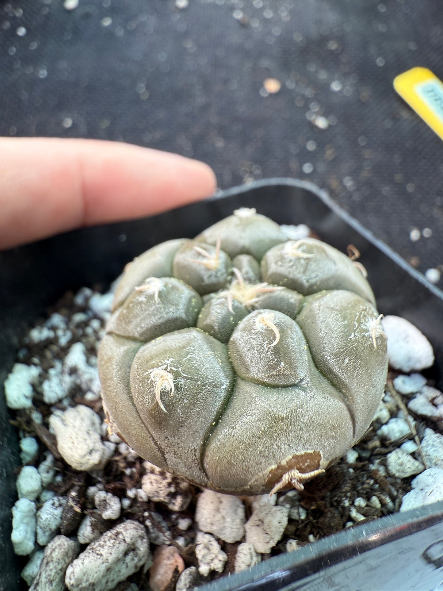 Gymnocalycium prochazkeanum rare miniature plant beautiful 592