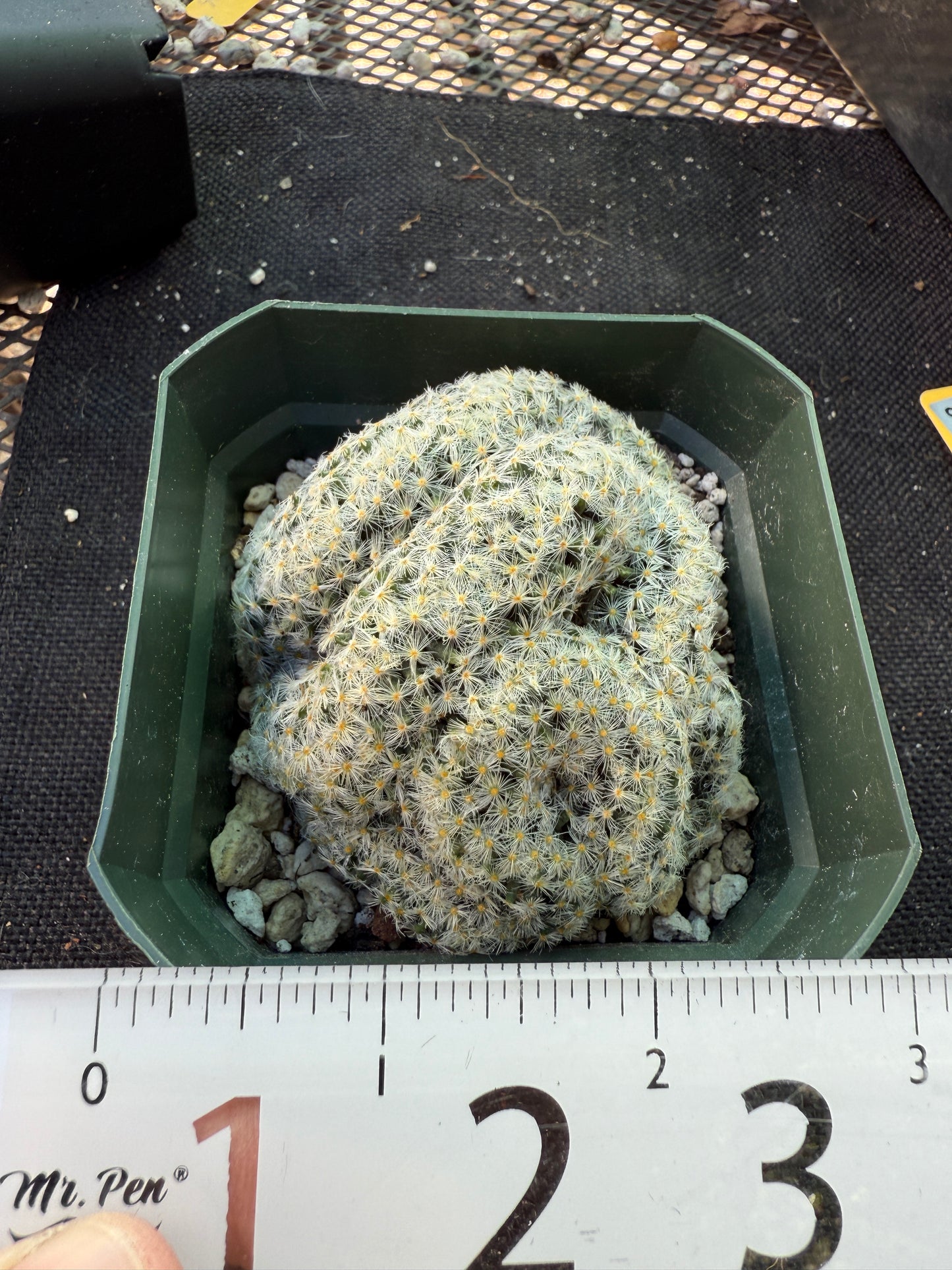 Mammillaria scheideana crest rare plant 318