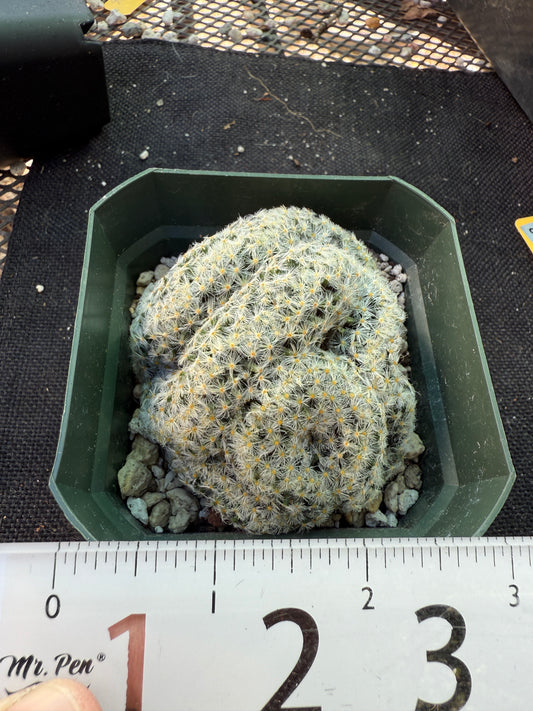 Mammillaria scheideana crest rare plant 318