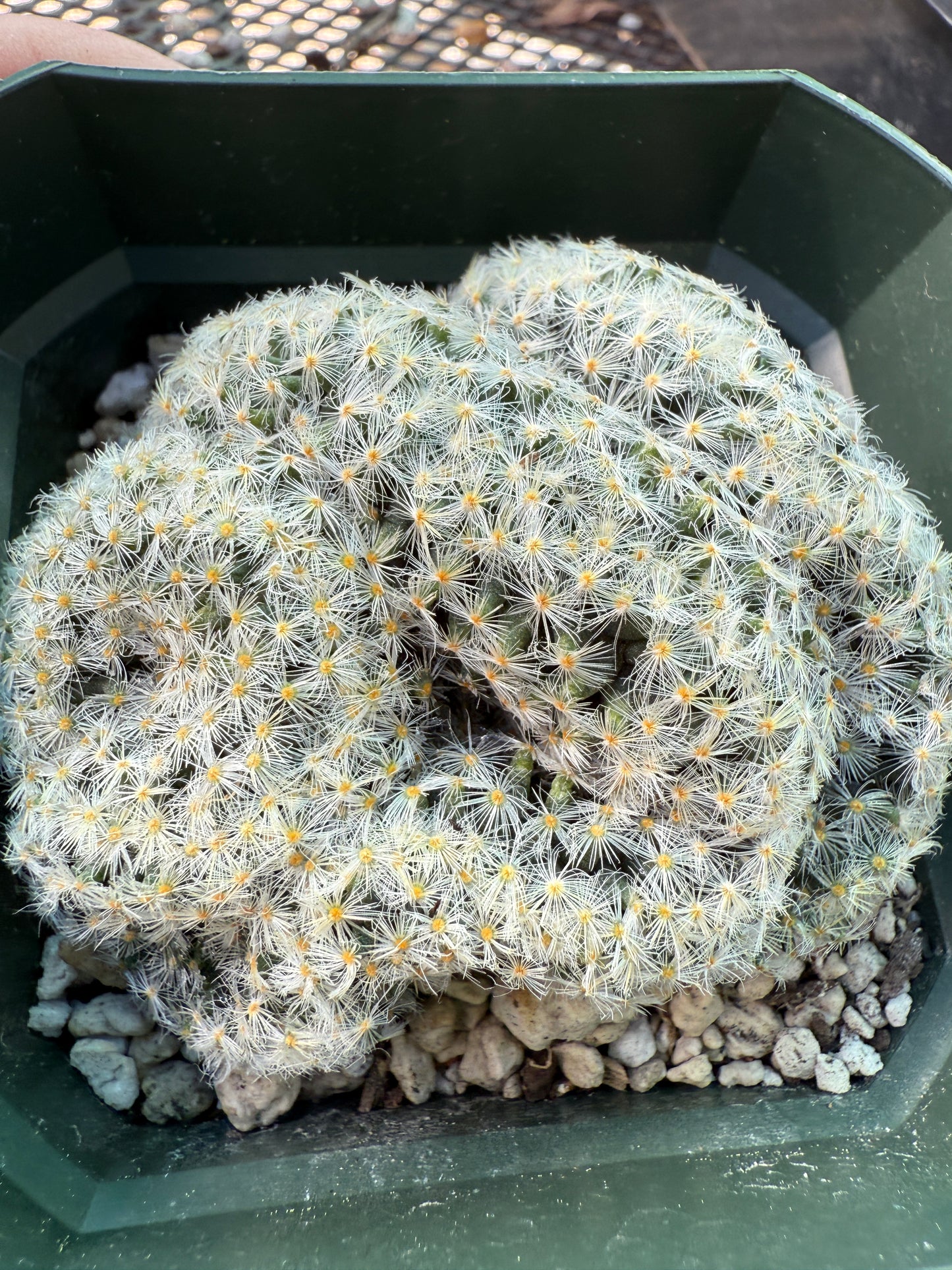Mammillaria scheideana crest rare plant 318