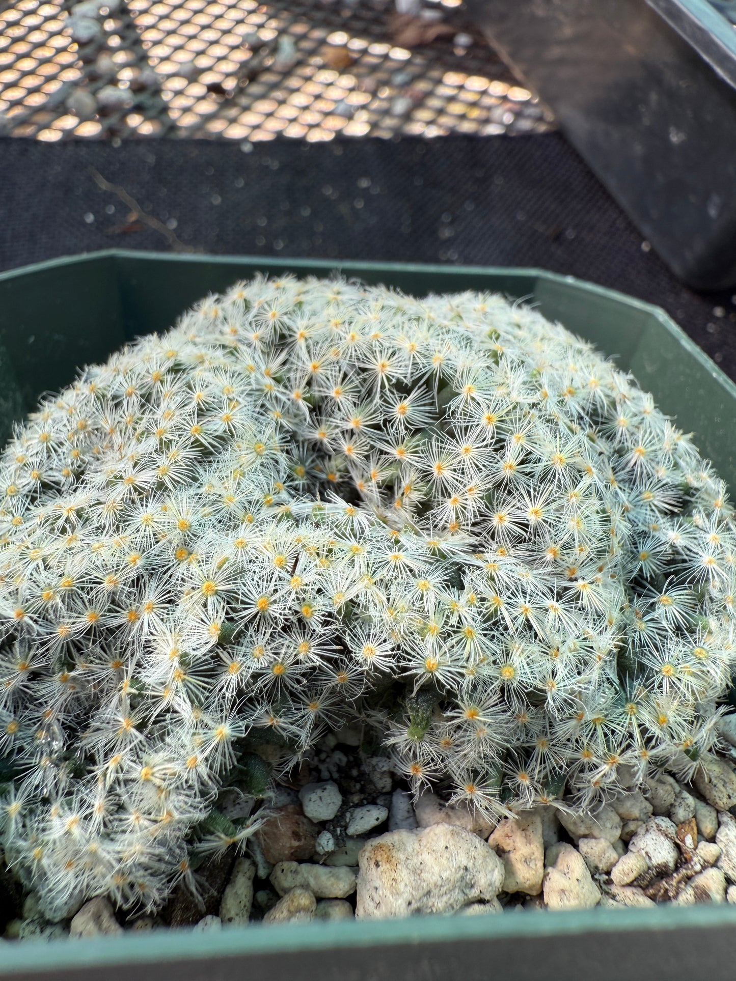 Mammillaria scheideana crest rare plant 318