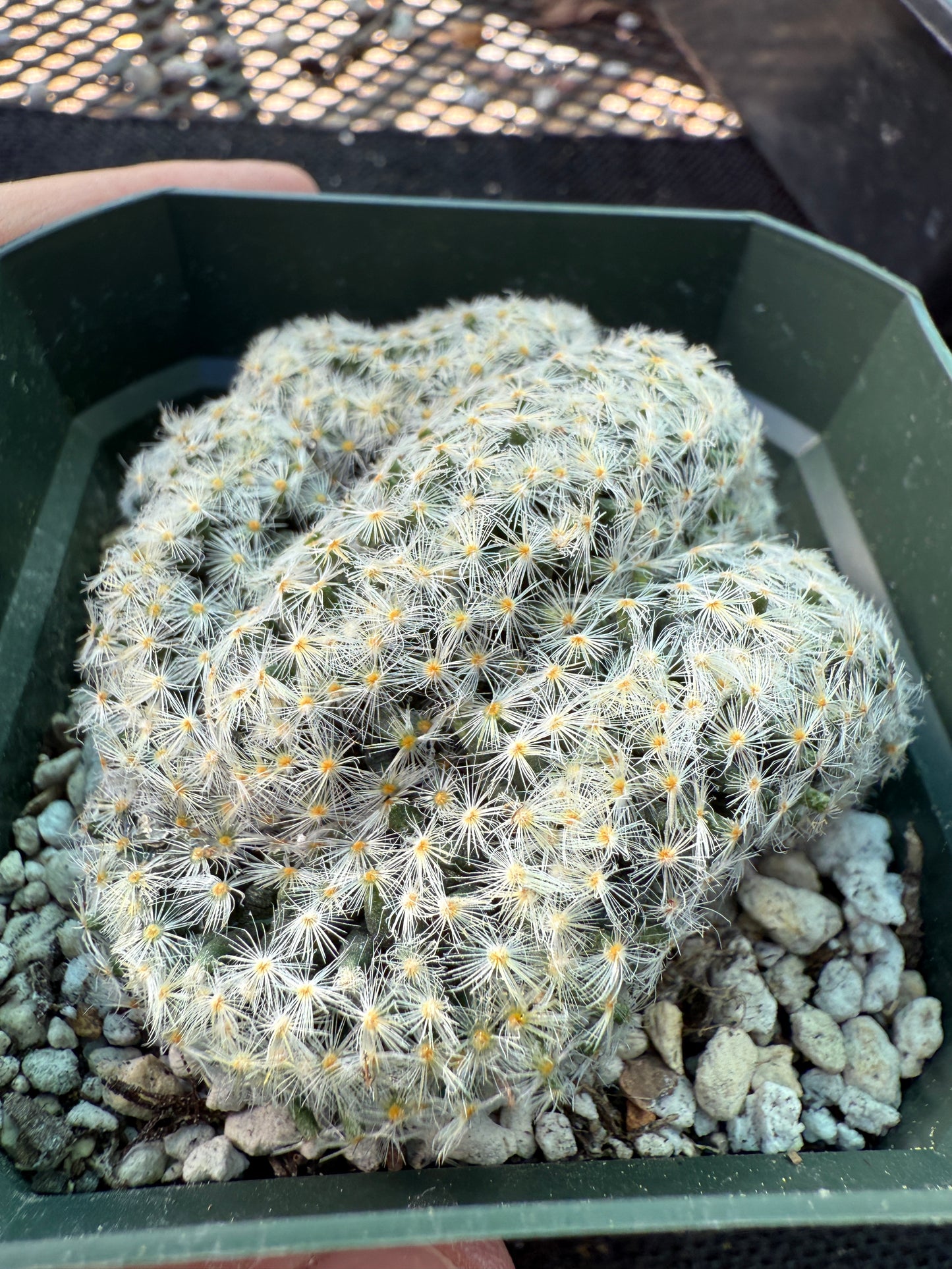 Mammillaria scheideana crest rare plant 318