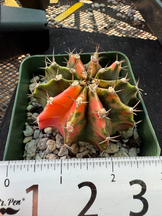 Gymnocalycium variegated pink nice plant 1065