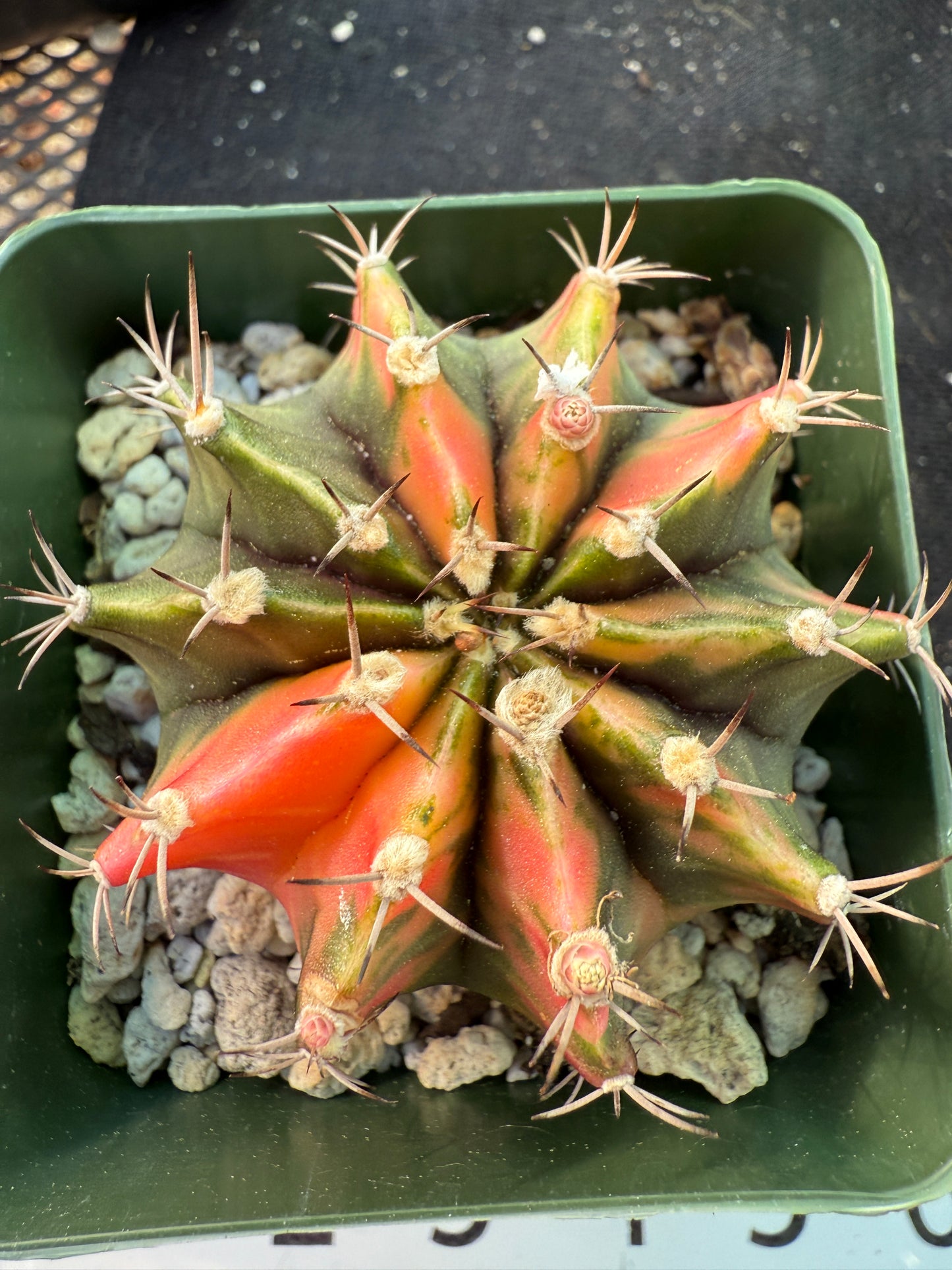Gymnocalycium variegated pink nice plant 1065
