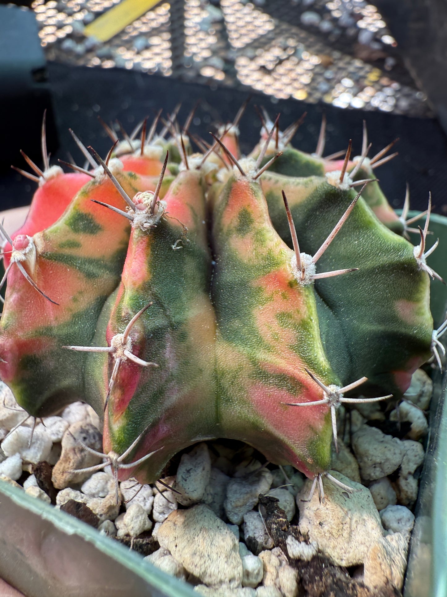 Gymnocalycium variegated pink nice plant 1065