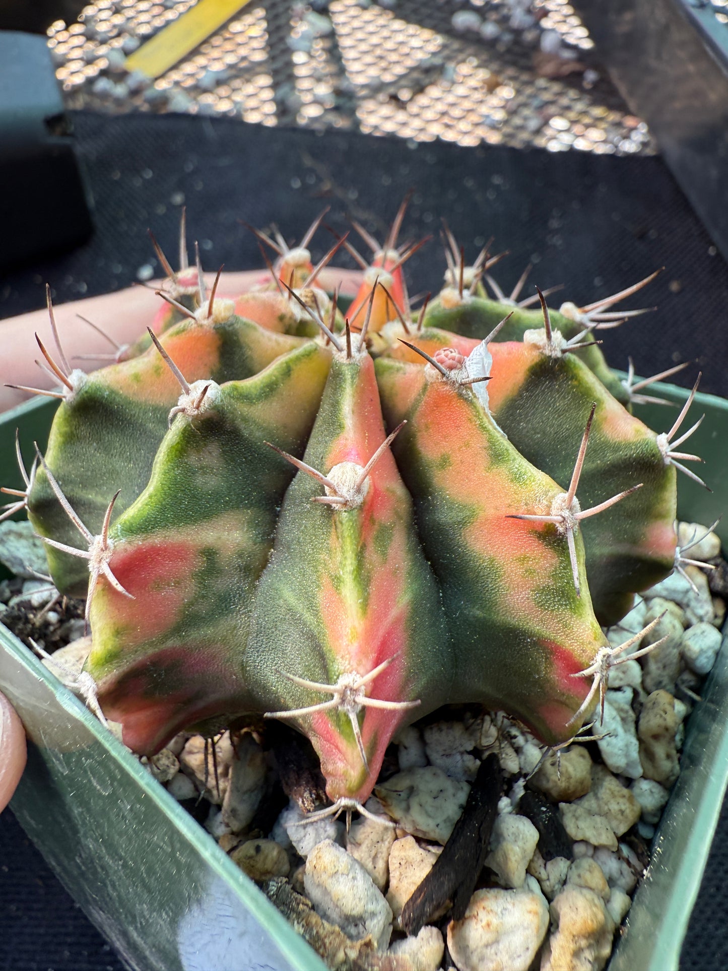 Gymnocalycium variegated pink nice plant 1065