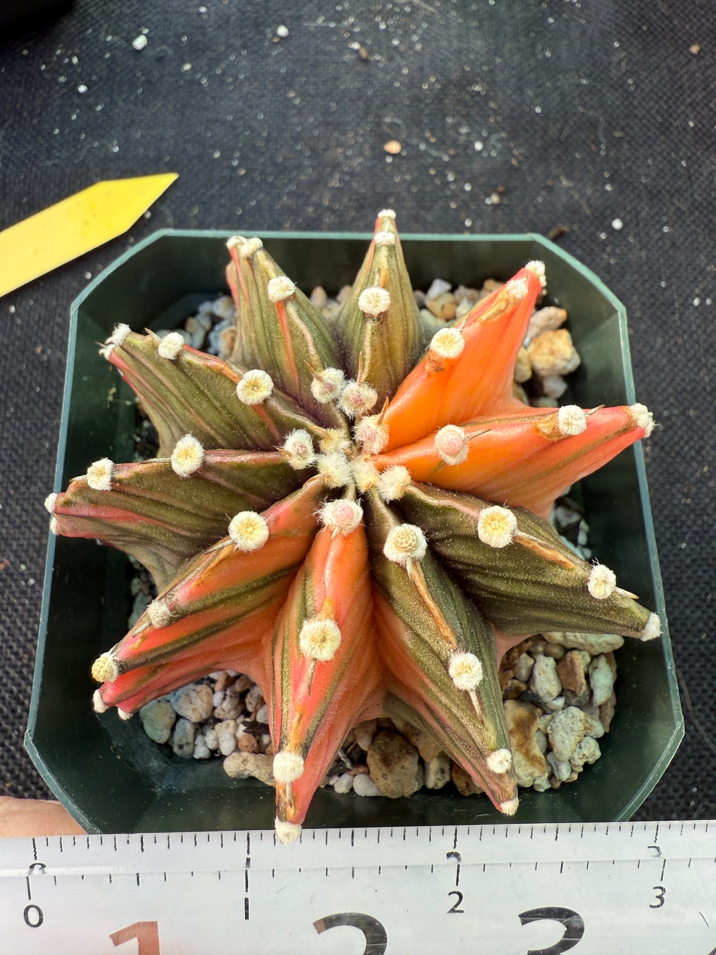 Gymnocalycium lb2178 variegated 569