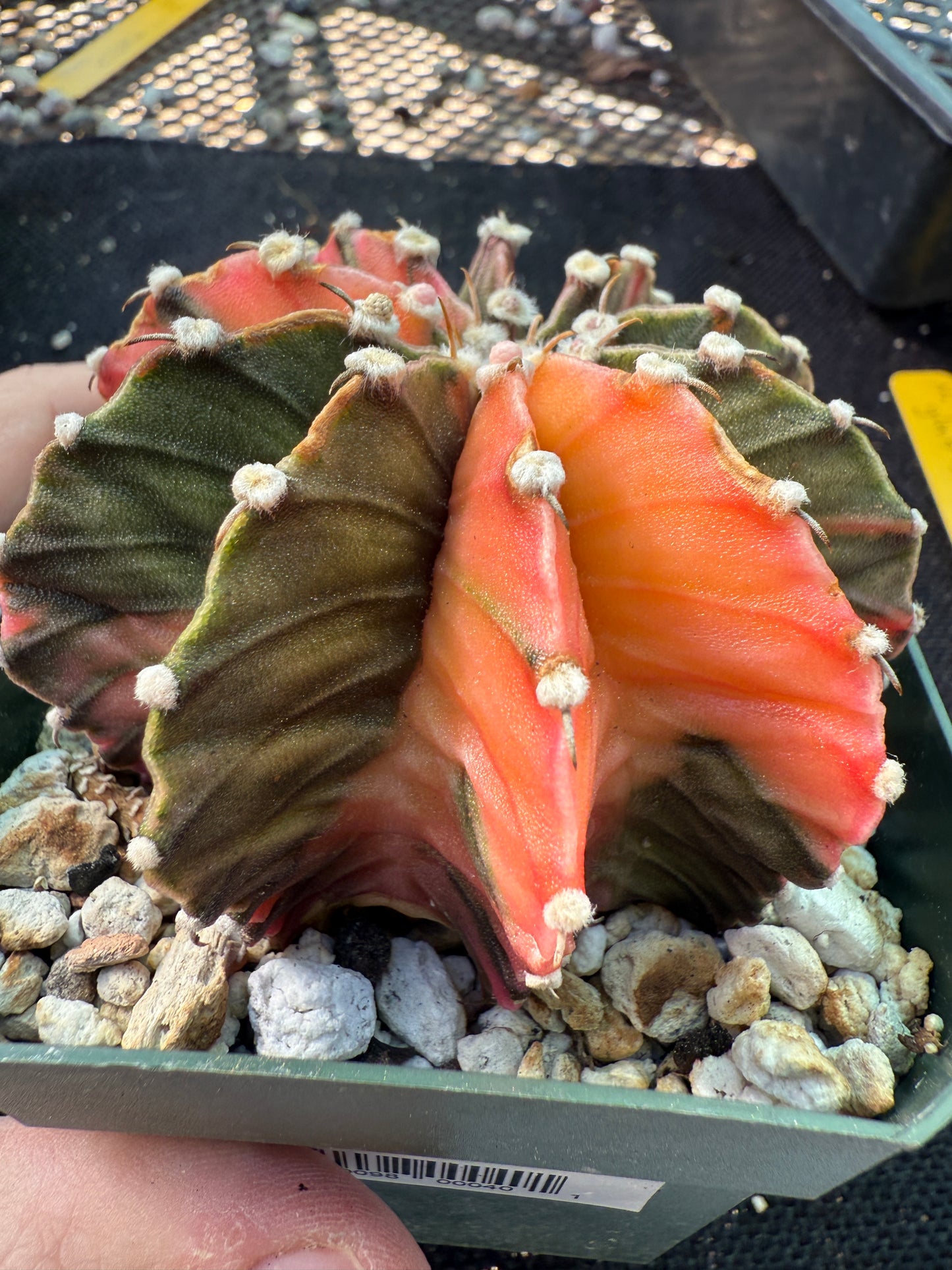 Gymnocalycium lb2178 variegated 569