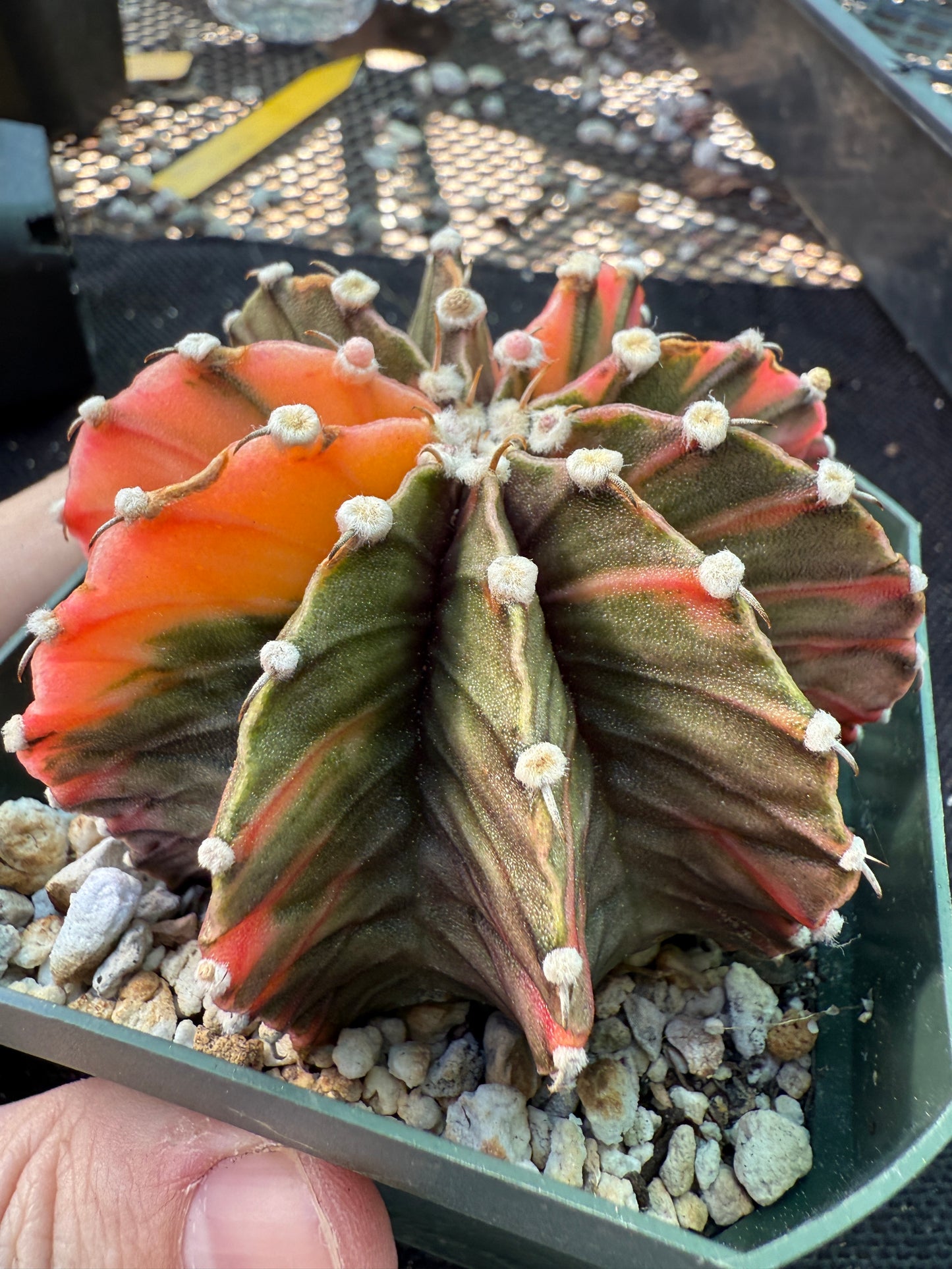 Gymnocalycium lb2178 variegated 569