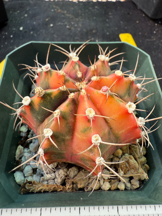 Gymnocalycium variegated nice cactus 243