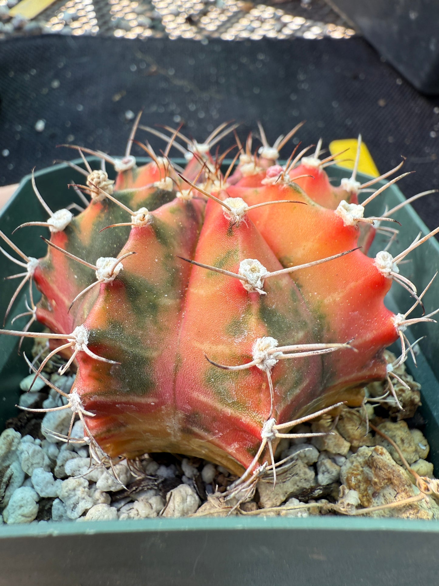 Gymnocalycium variegated nice cactus 243