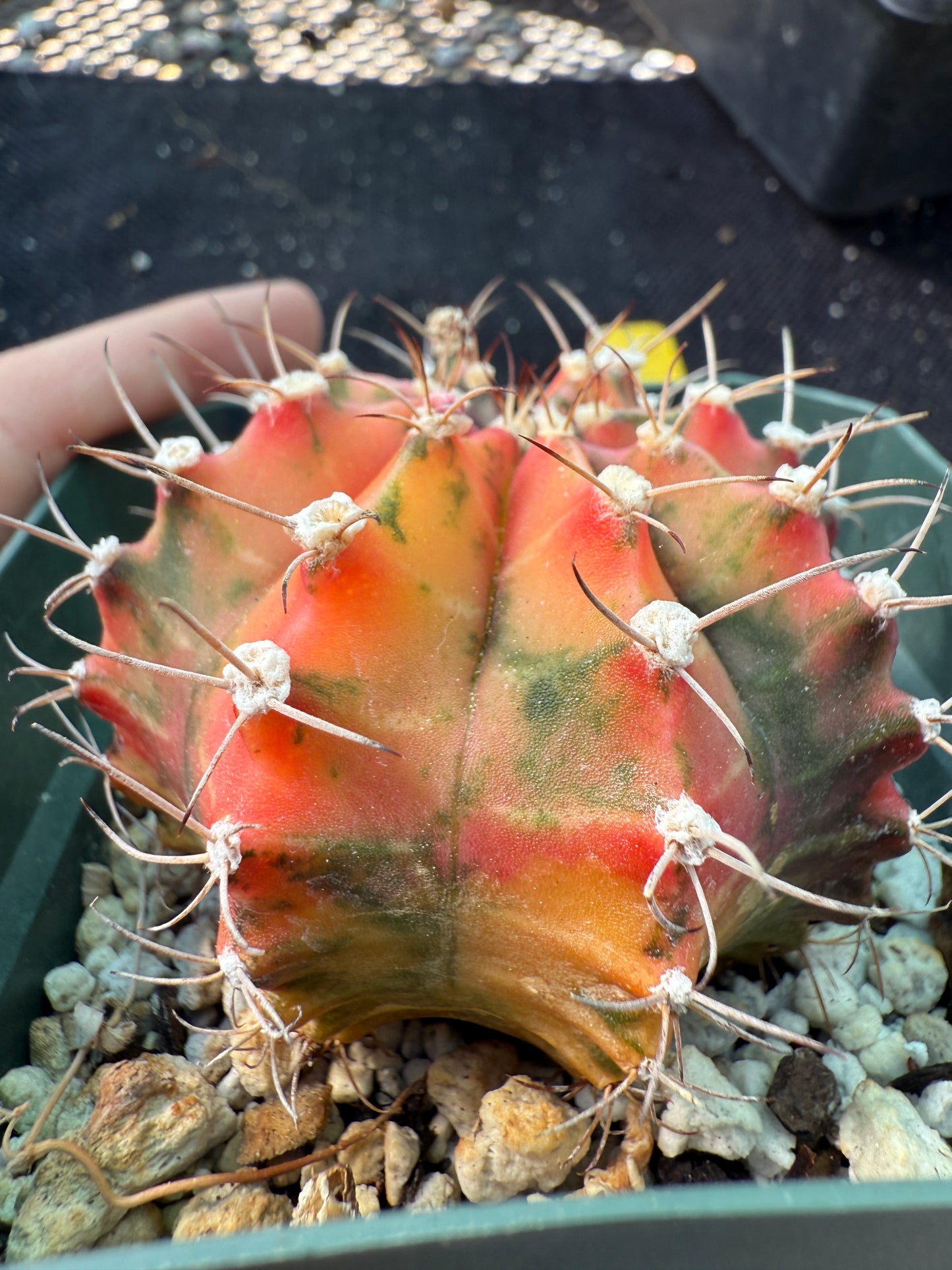 Gymnocalycium variegated nice cactus 243