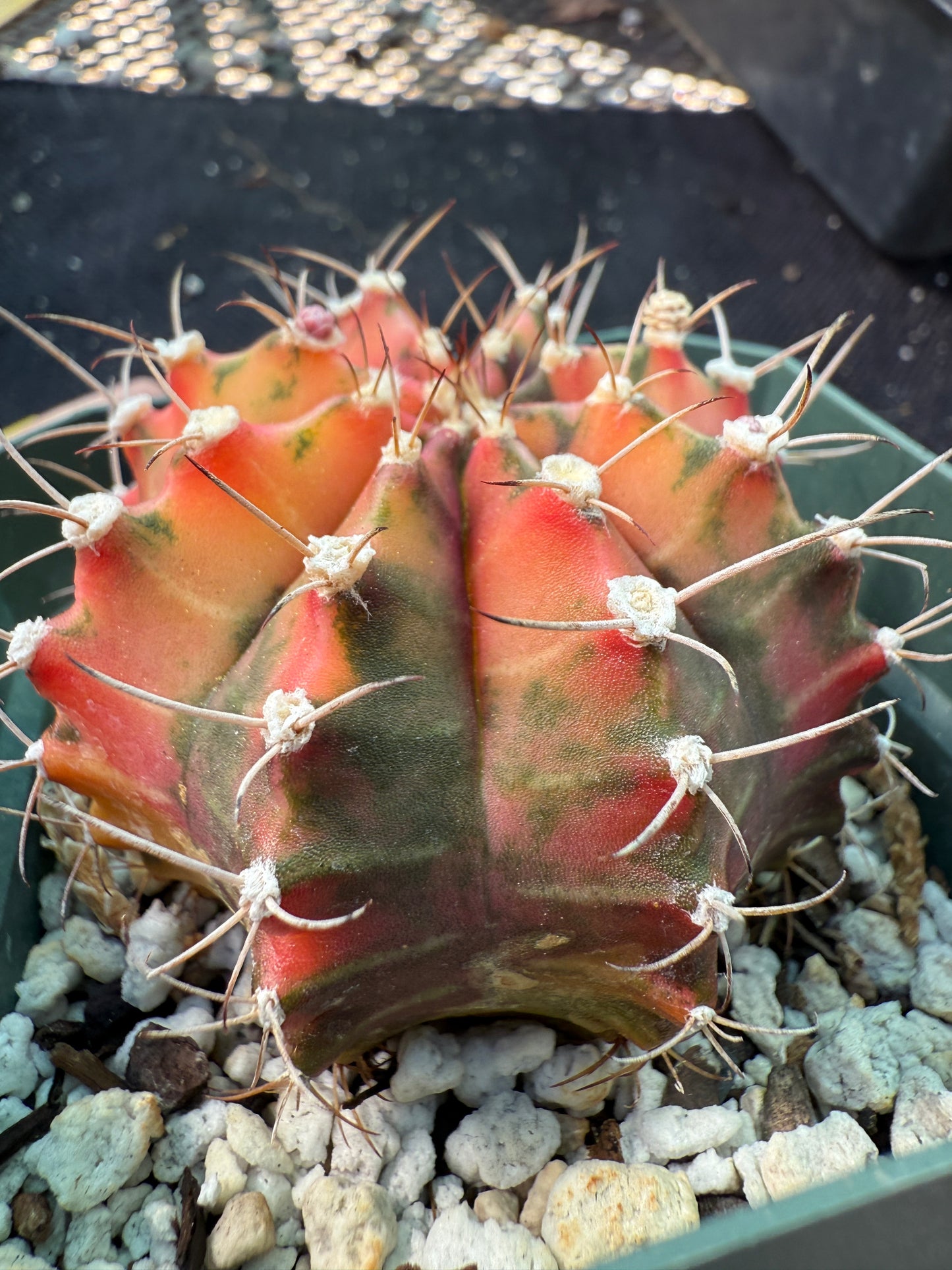 Gymnocalycium variegated nice cactus 243