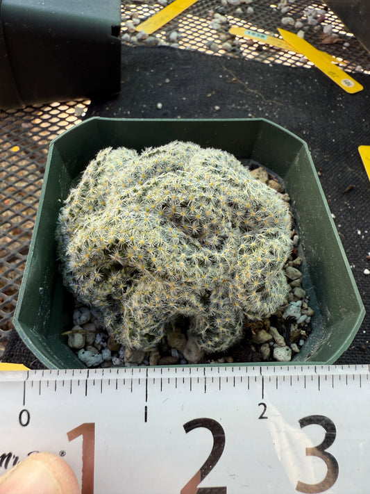 Mammillaria scheideana crest 1533 rare plant